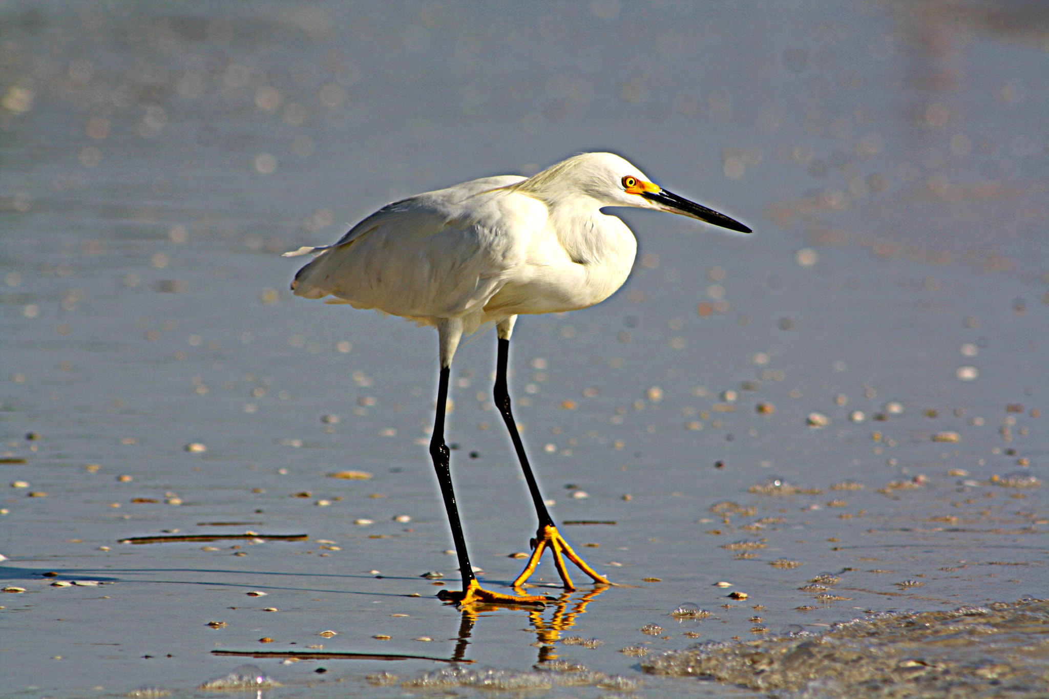 Canon EOS 1000D (EOS Digital Rebel XS / EOS Kiss F) sample photo. Snowy egret photography
