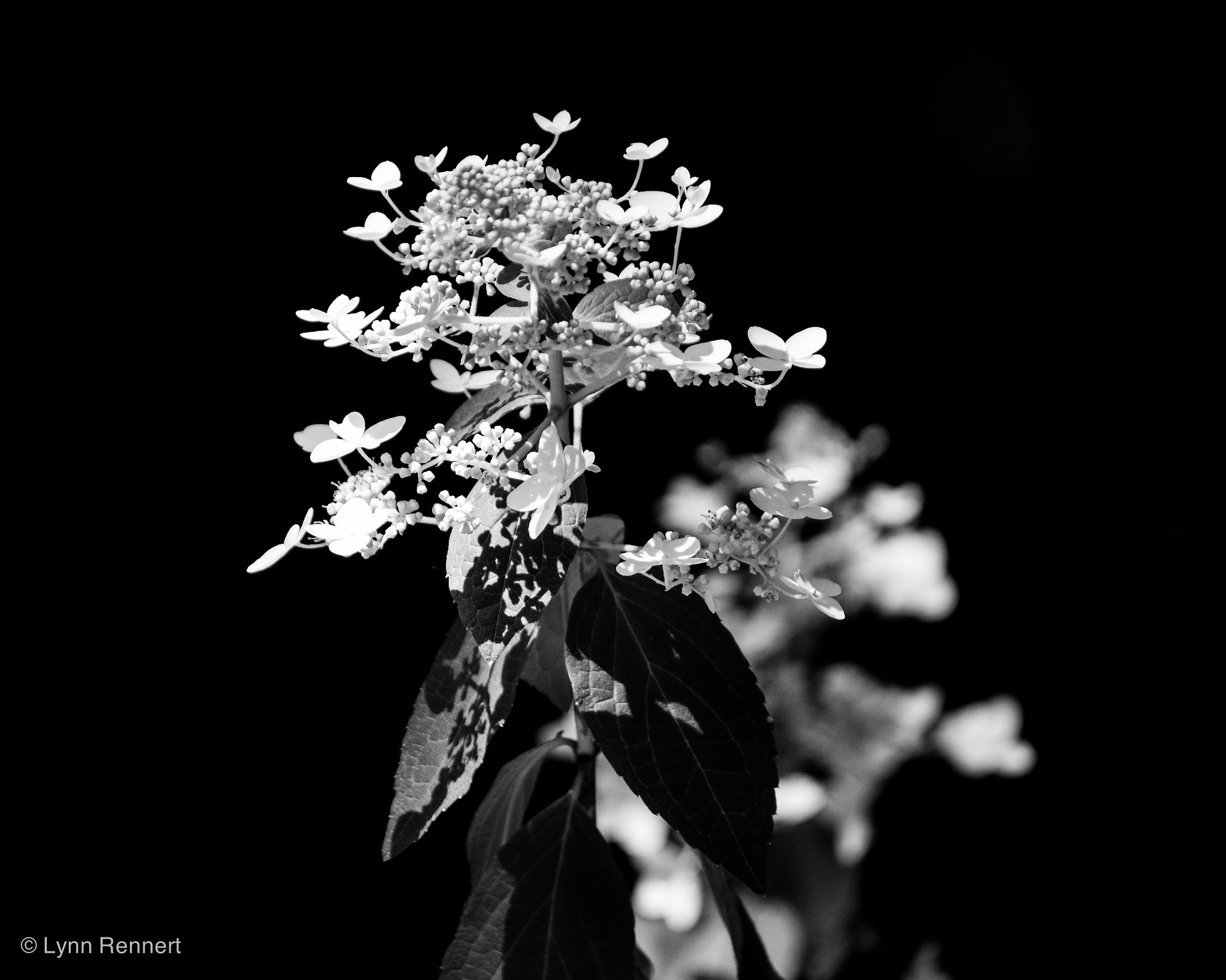 Sony 75-300mm F4.5-5.6 sample photo. White photography