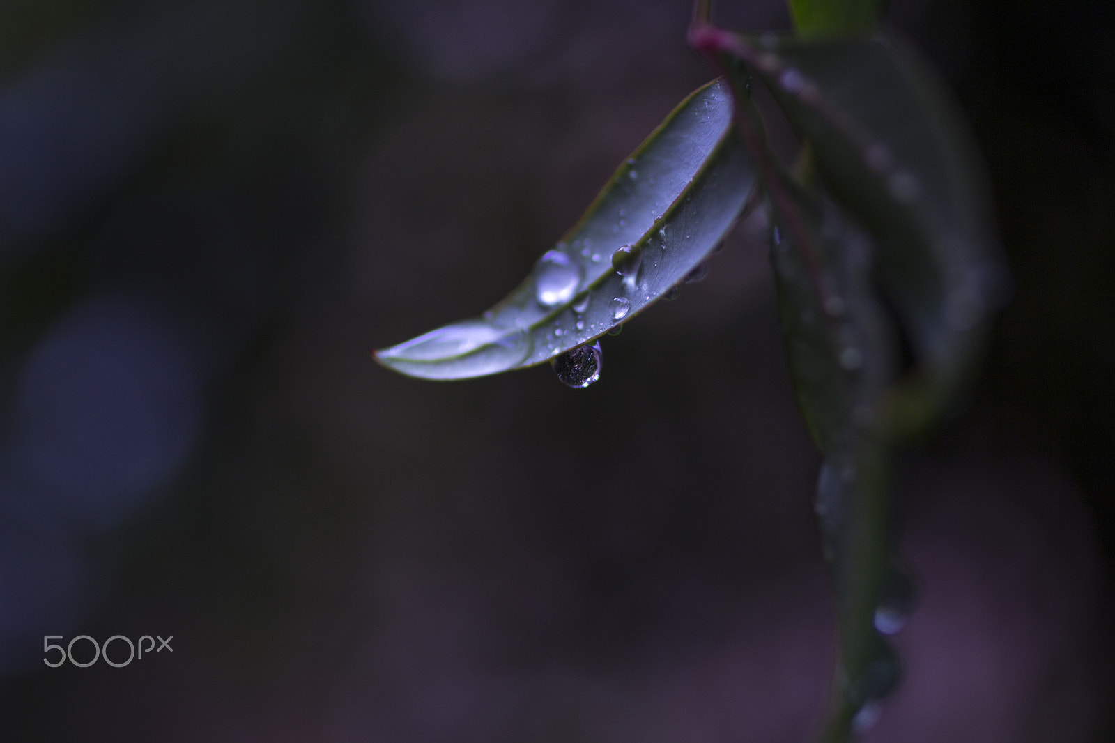 Canon EOS 60D + Canon EF 50mm F2.5 Macro sample photo. Blue rain. photography