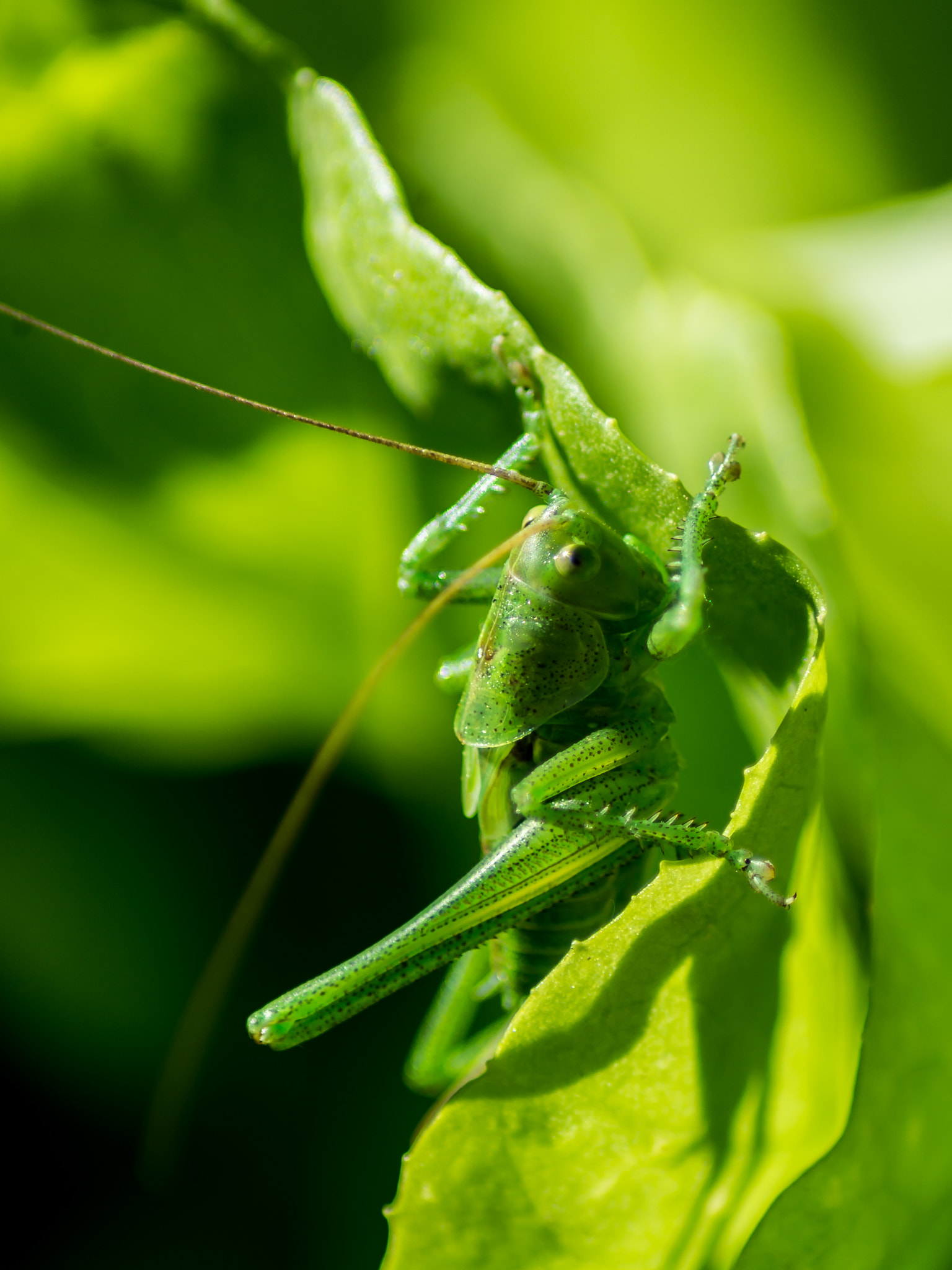 Tamron AF 70-300mm F4-5.6 Di LD Macro sample photo. Grasshopper photography