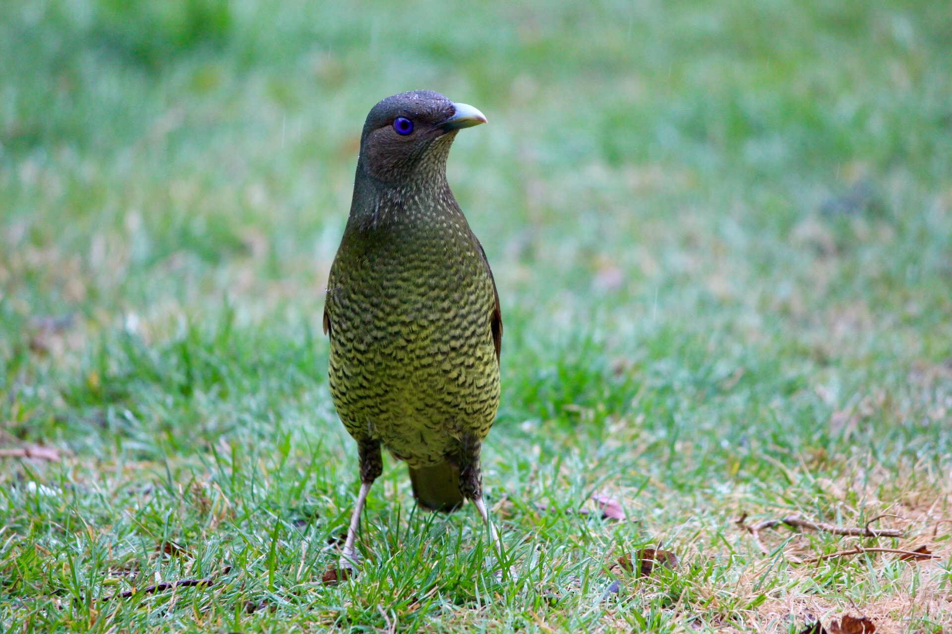 Canon EF-S 55-250mm F4-5.6 IS II sample photo. Satin bowerbird photography