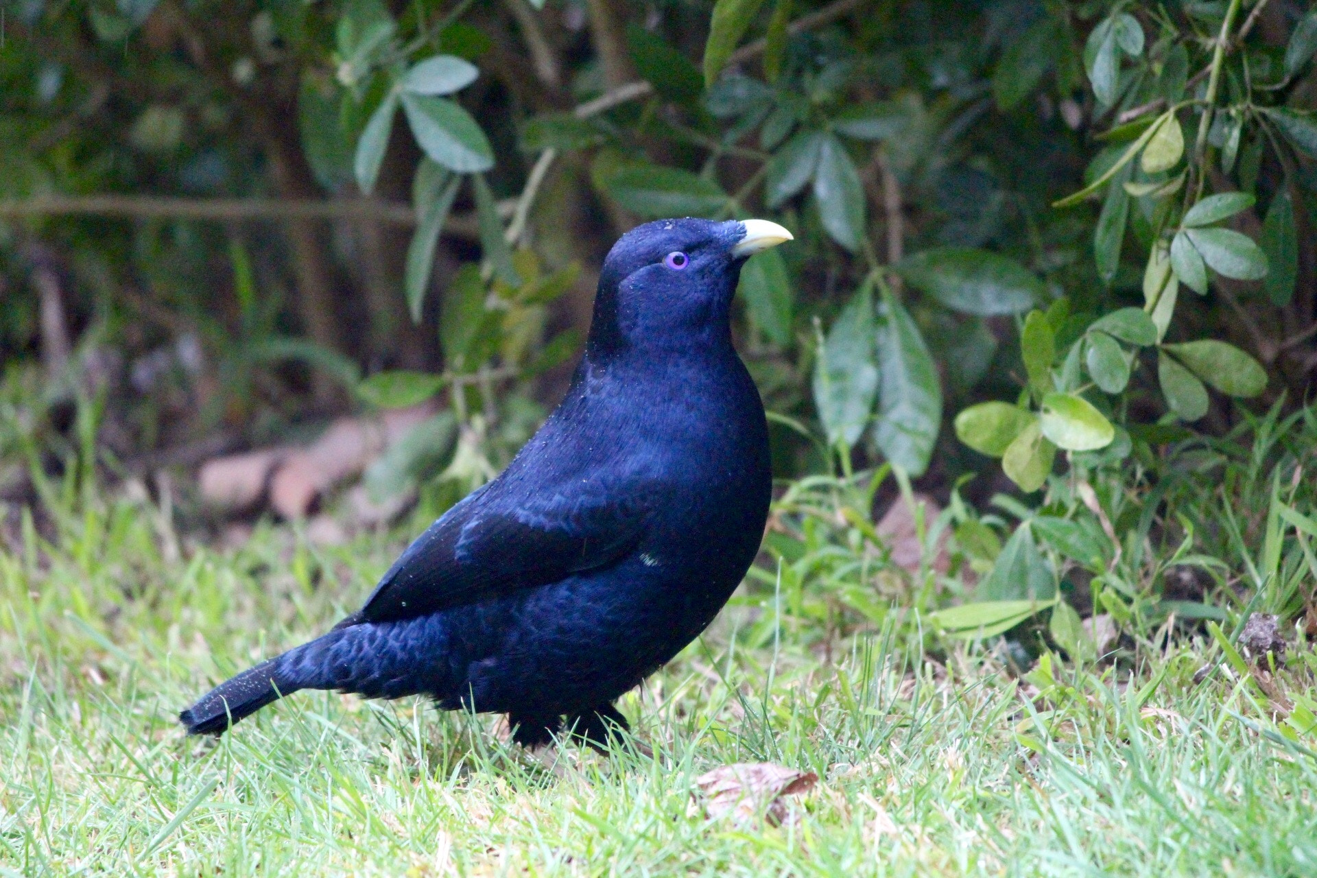 Canon EF-S 55-250mm F4-5.6 IS II sample photo. Male satin bowerbird photography