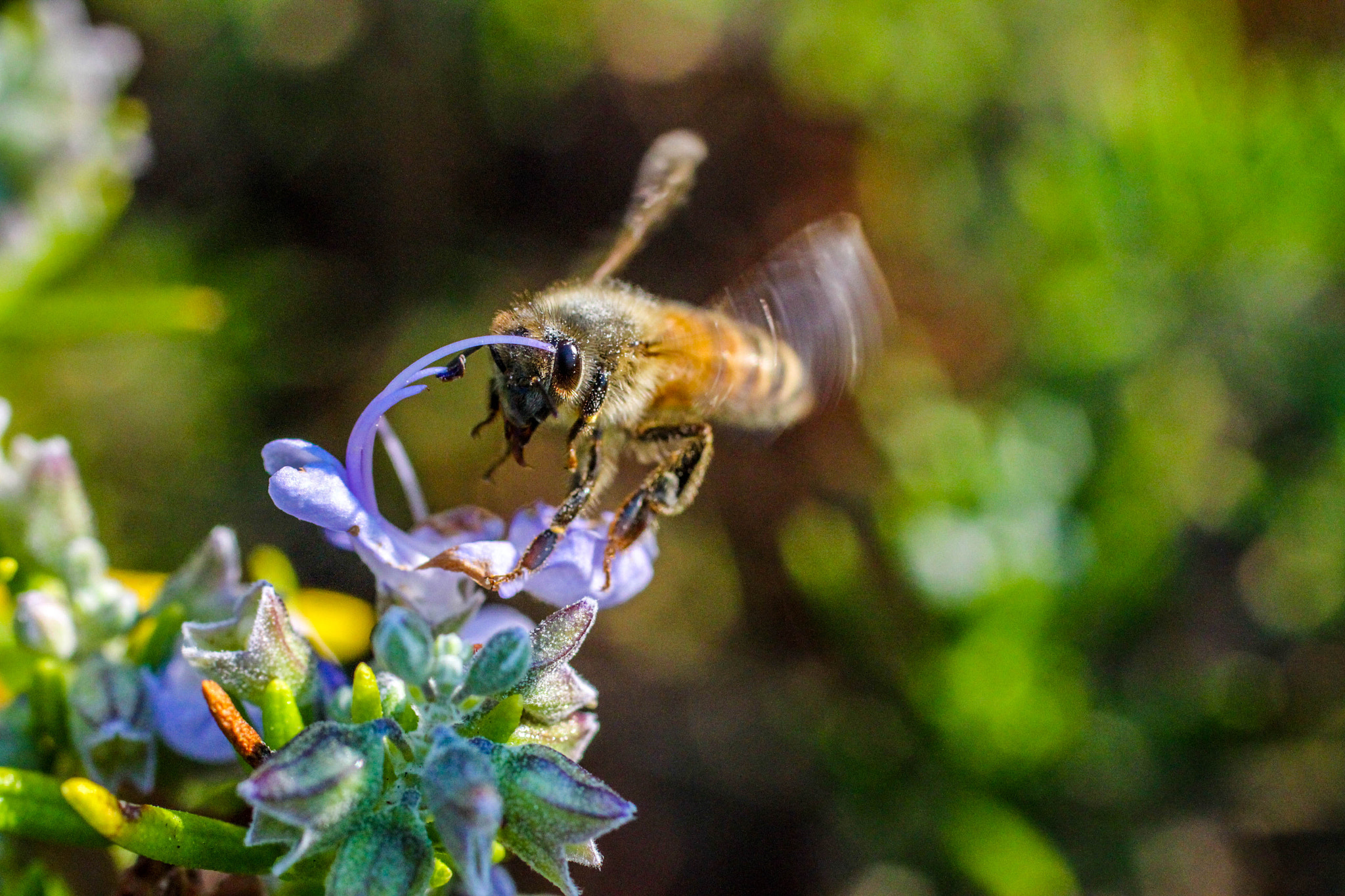 Canon EF 50mm F2.5 Macro sample photo. Flying bee photography