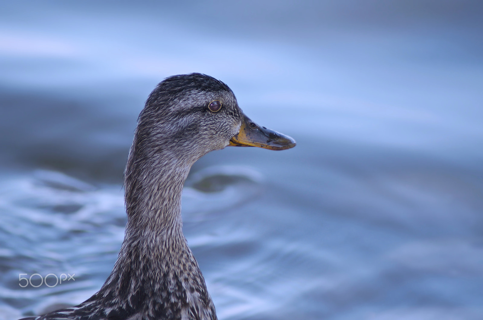 Sony SLT-A37 + Sony 75-300mm F4.5-5.6 sample photo. Dreaming photography