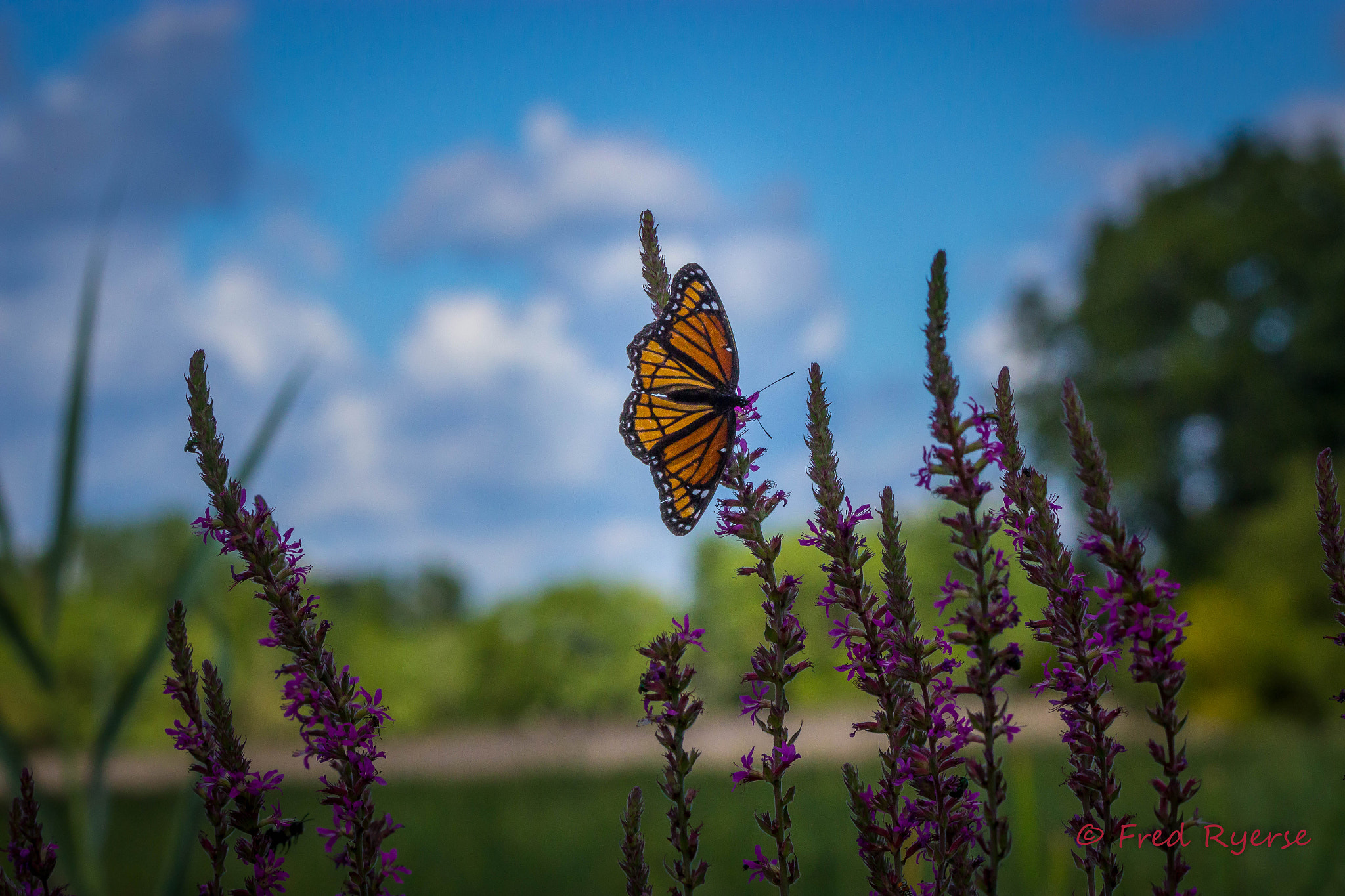 Tamron SP 150-600mm F5-6.3 Di VC USD sample photo. Monarch butterfly photography