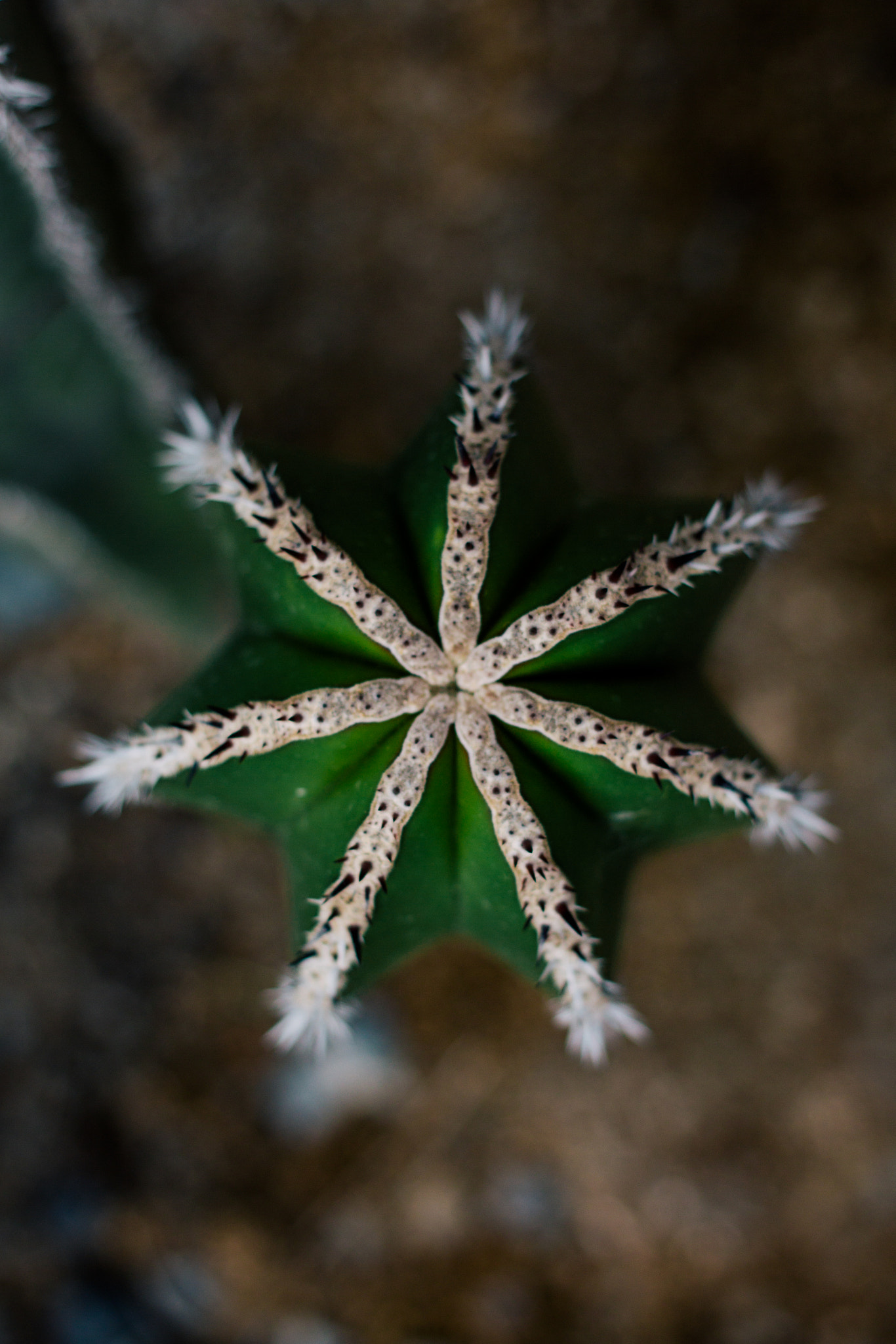 Canon EF 40mm F2.8 STM sample photo. Starfish photography