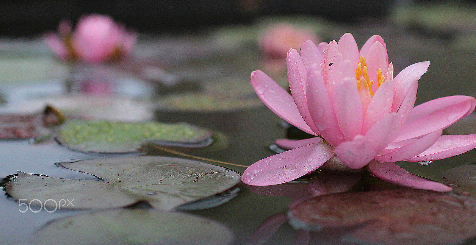 Sigma 50mm F1.4 EX DG HSM sample photo. Seerose photography