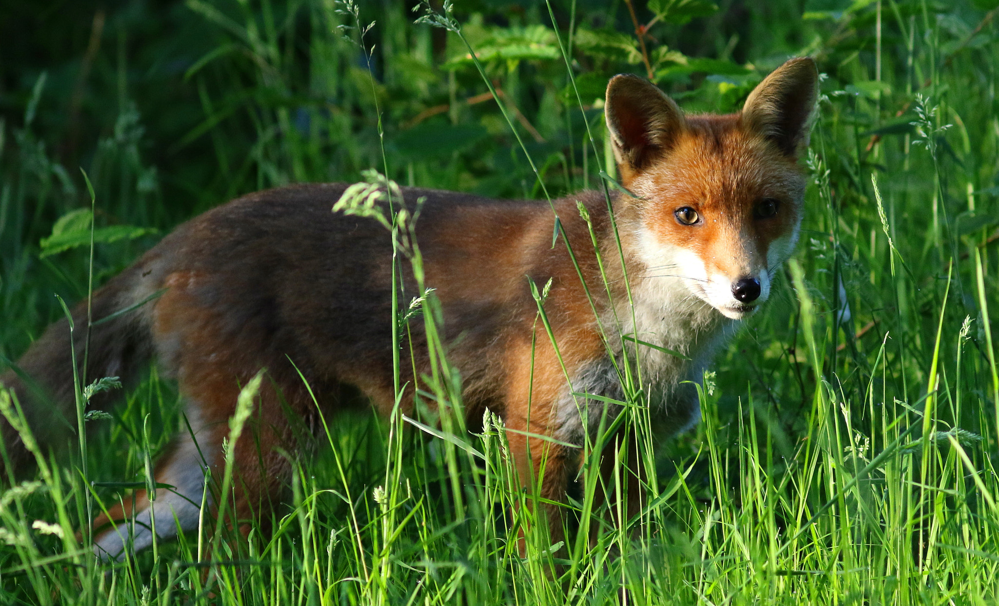 Canon EF 300mm F4L IS USM sample photo. Red fox photography