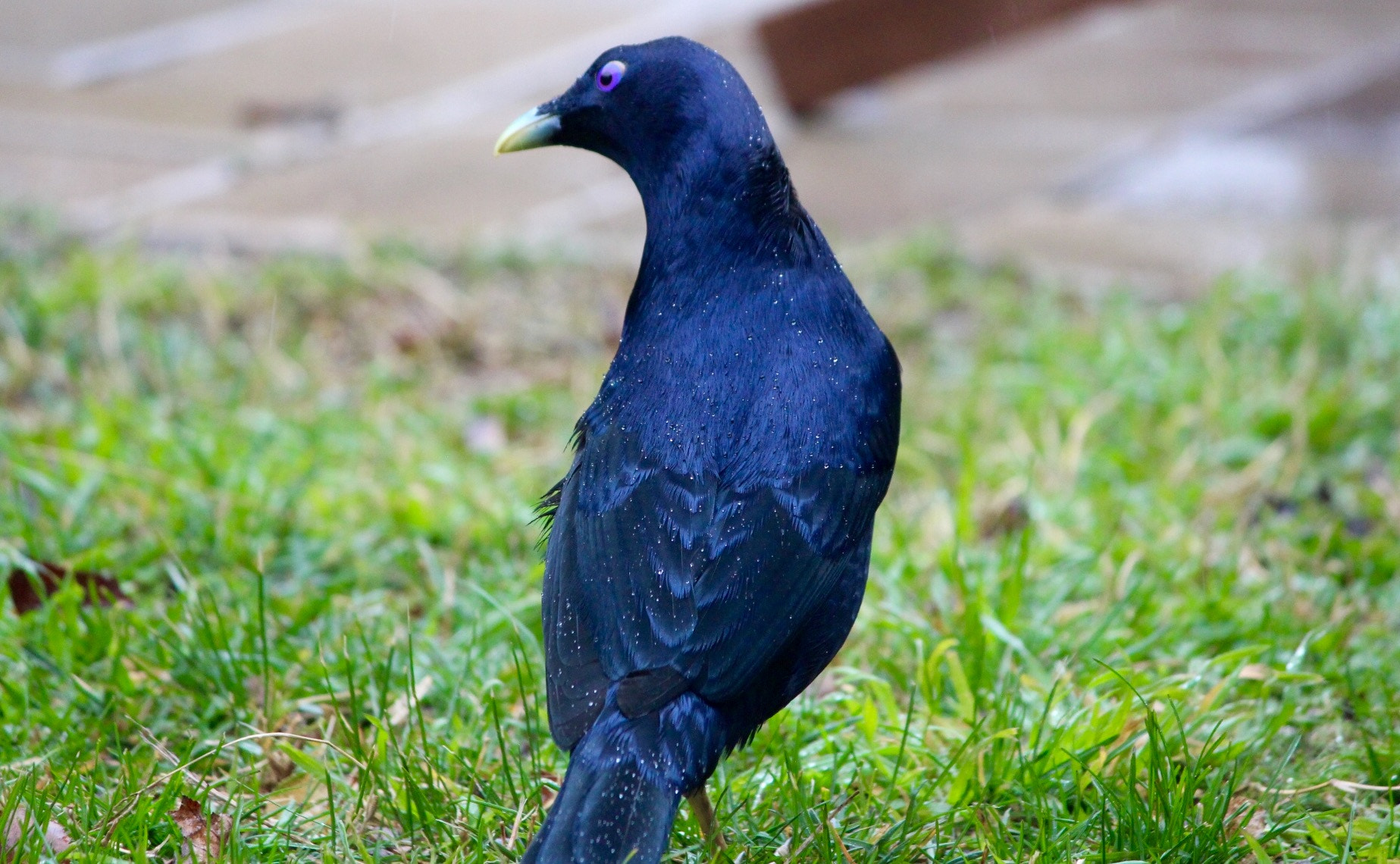 Canon EF-S 55-250mm F4-5.6 IS II sample photo