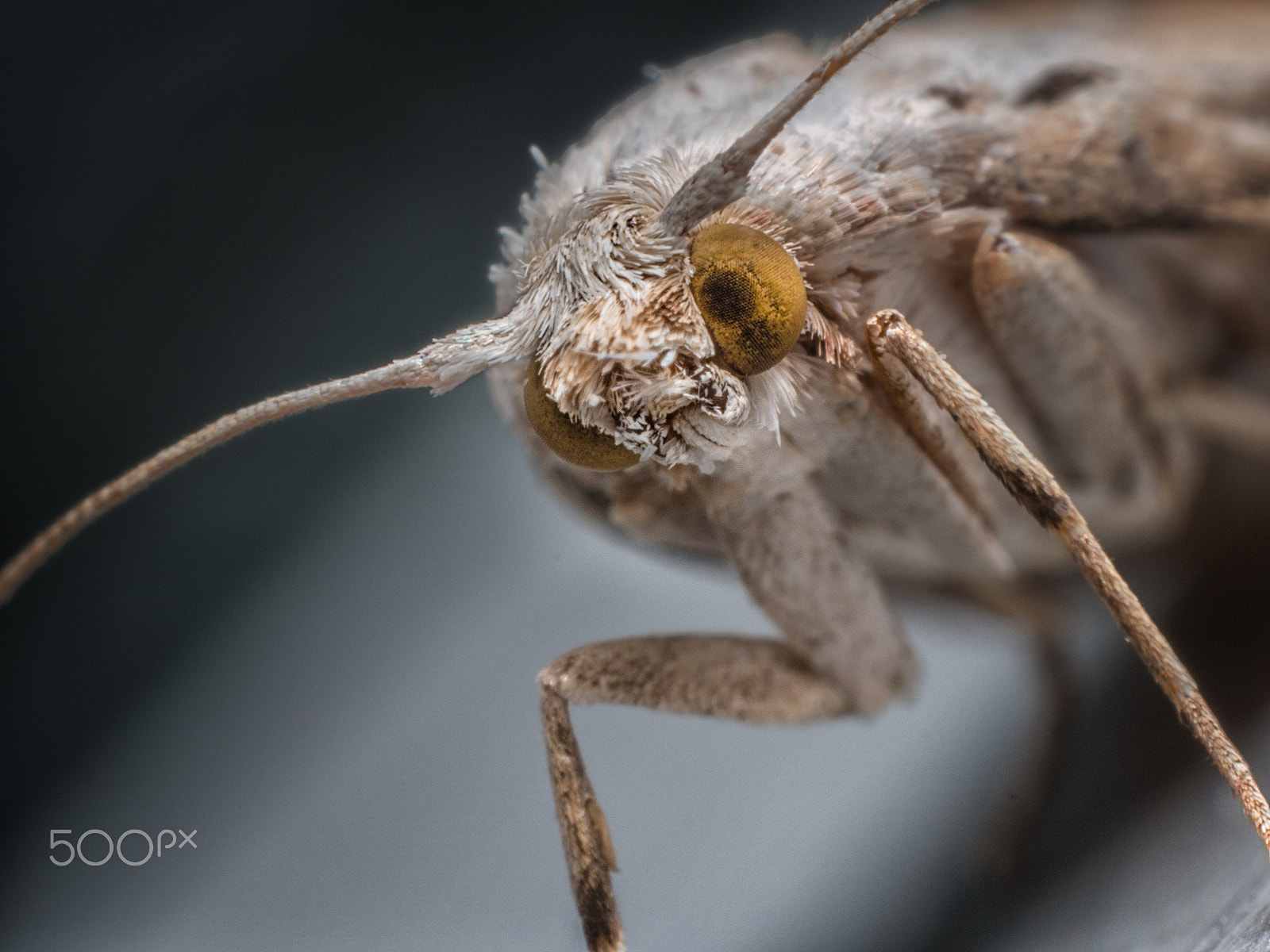 Olympus M.Zuiko Digital ED 60mm F2.8 Macro sample photo. Moth by dofphotography photography