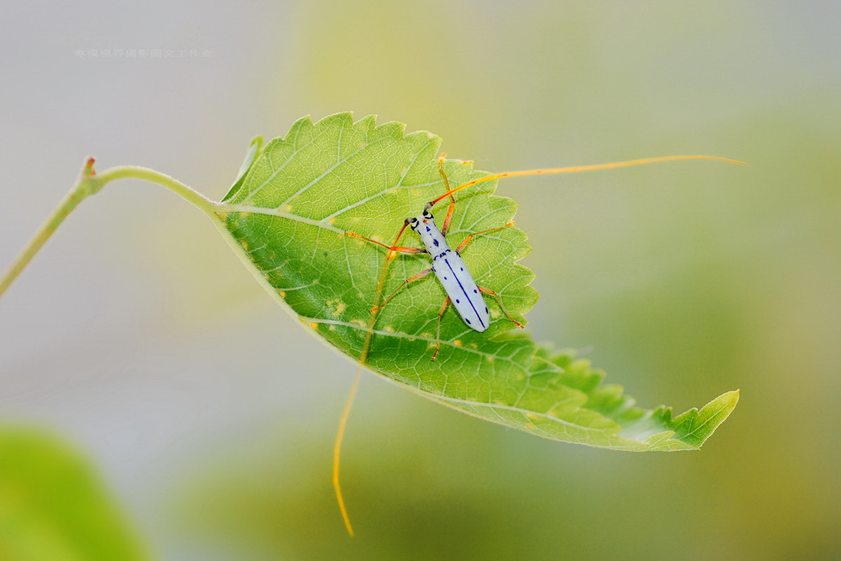 Nikon D80 sample photo. 天牛之美 photography