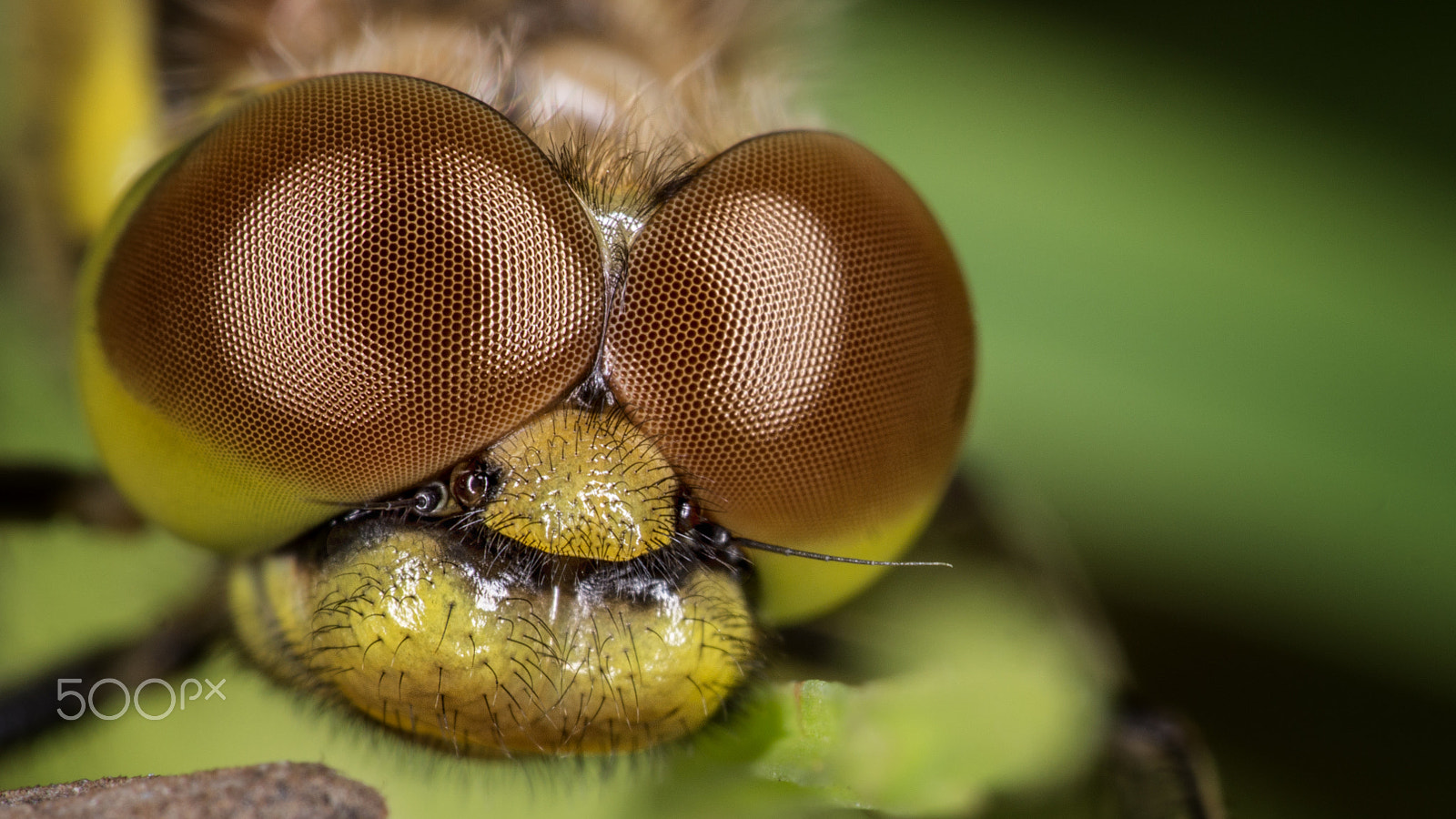 Panasonic Lumix DMC-GH3 sample photo. The dragonfly eyes by dofphotography photography