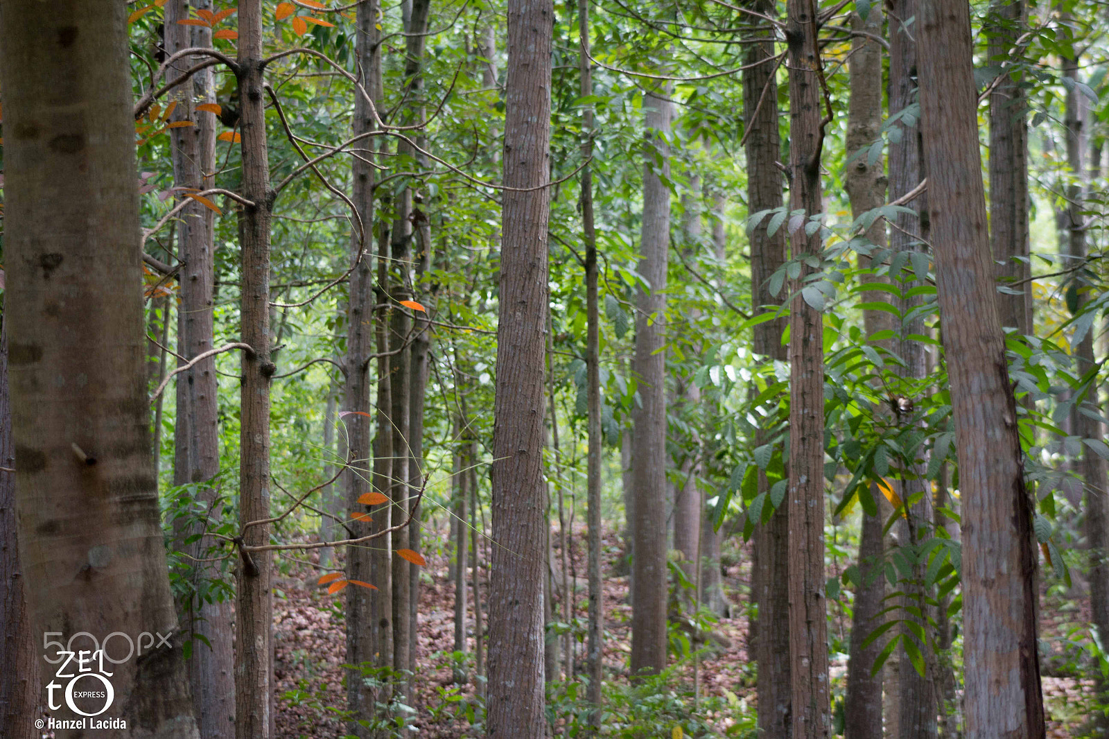 Canon EF 80-200mm f/4.5-5.6 USM sample photo. Family park unseen beauty forest o photography