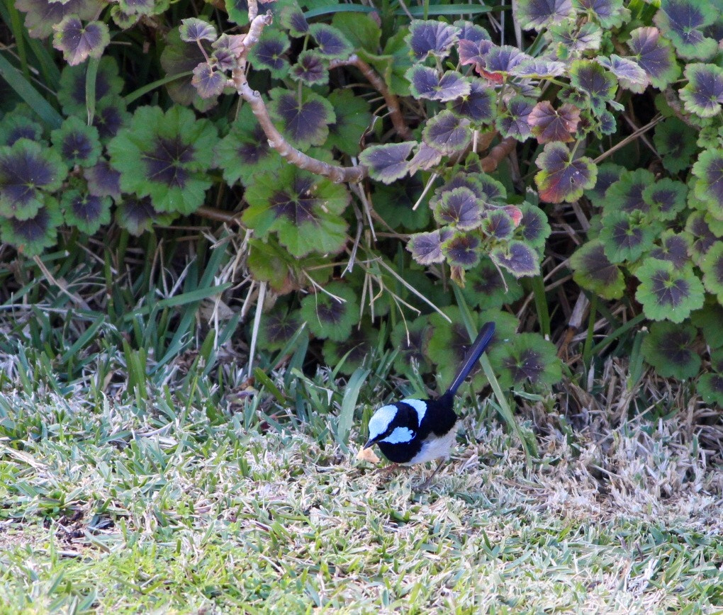 Canon EF-S 55-250mm F4-5.6 IS II sample photo. Fairy wren photography