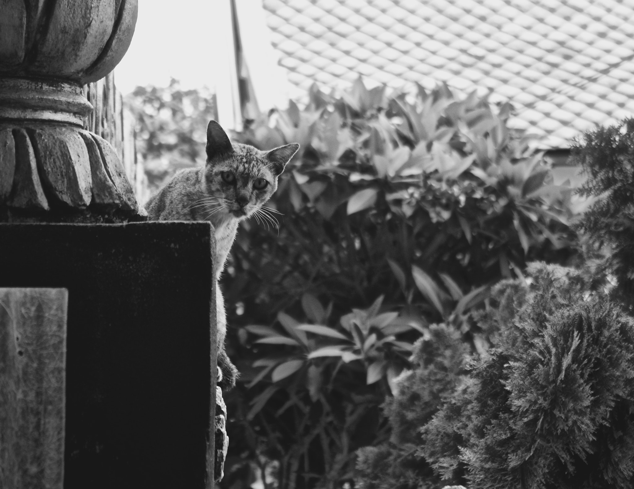 Pentax smc DA 18-55mm F3.5-5.6 AL WR sample photo. Cat b&w.jpg photography