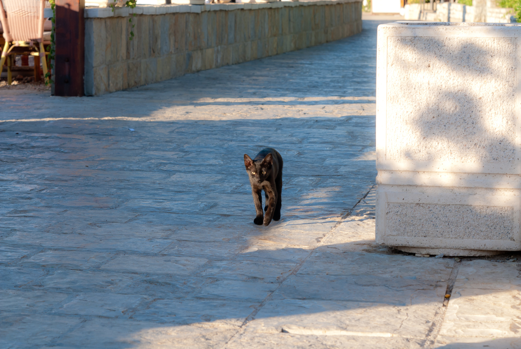 Sigma 70-200mm F2.8 EX DG Macro HSM II sample photo. Montenegrin cat photography