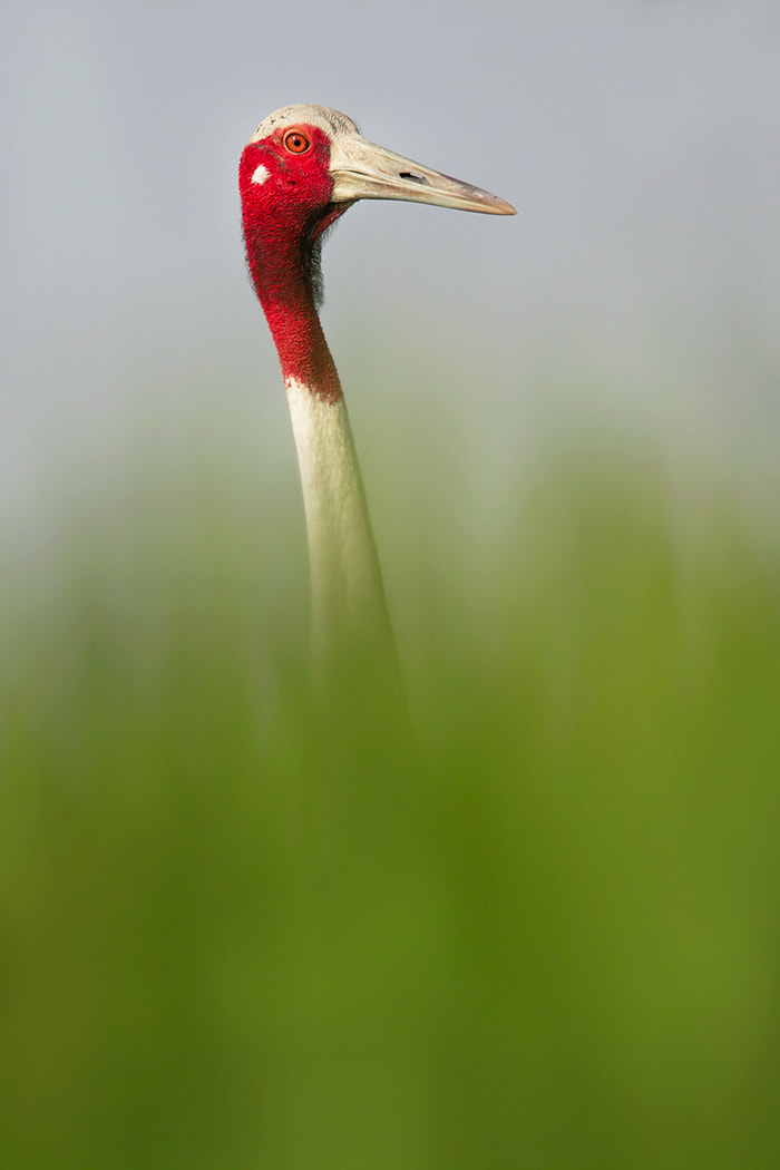 150-600mm F5-6.3 DG OS HSM | Sports 014 sample photo. Saras crane photography
