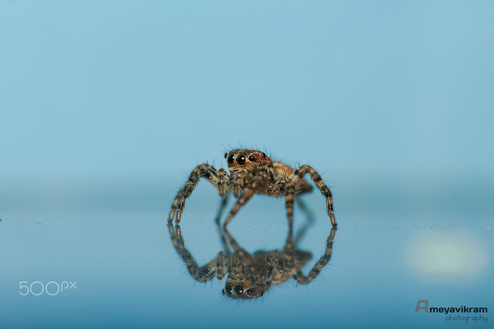 Canon EF 100mm F2.8 Macro USM sample photo. Spidey reflected photography