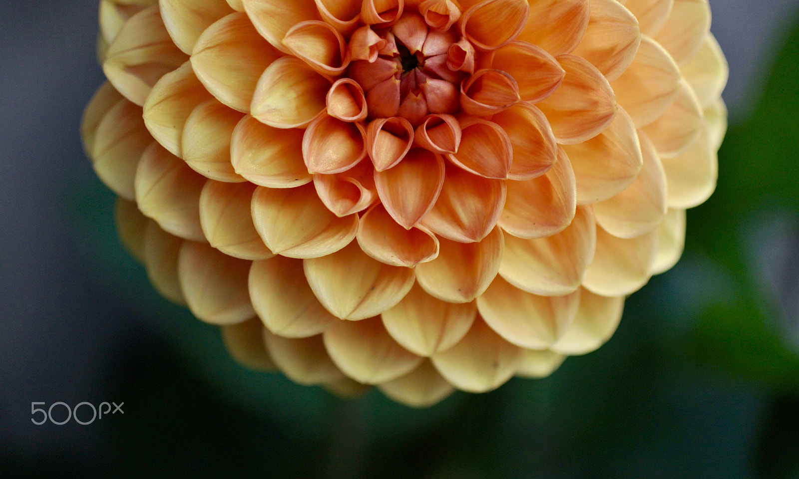 Nikon 1 J2 sample photo. Dahlia photography