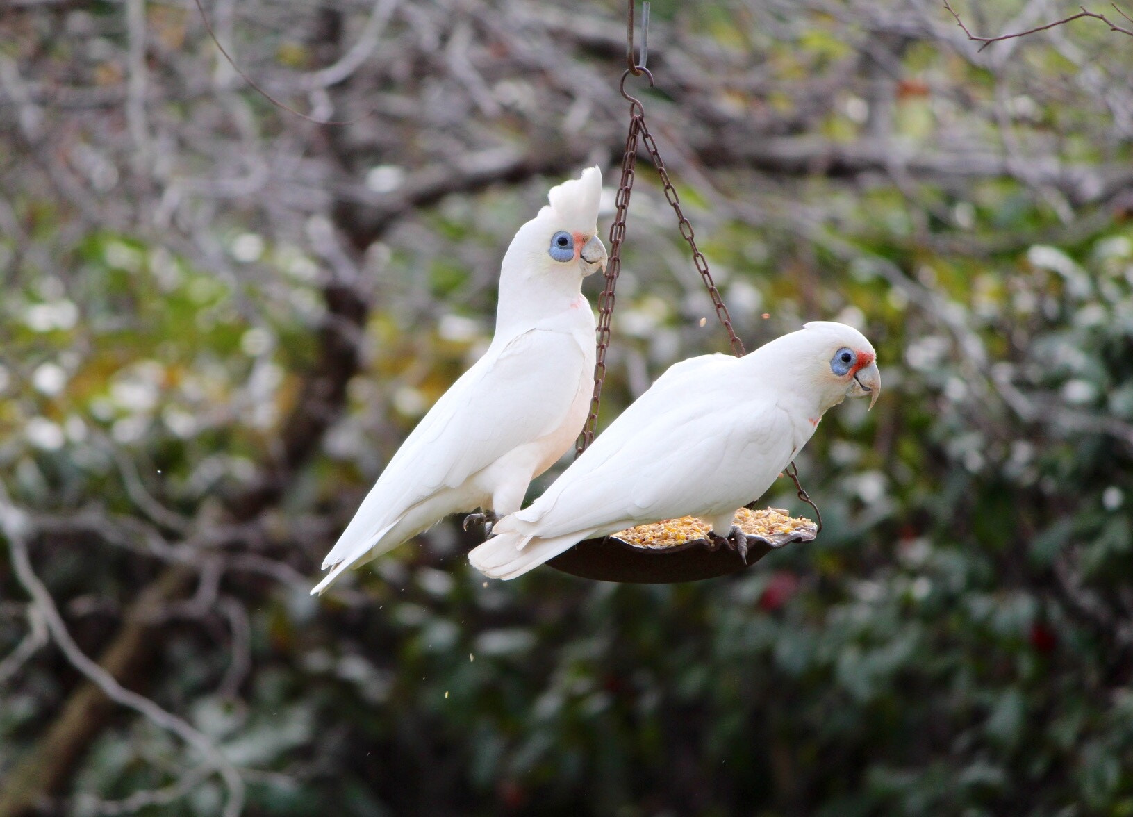 Canon EF-S 55-250mm F4-5.6 IS II sample photo. Corellas photography