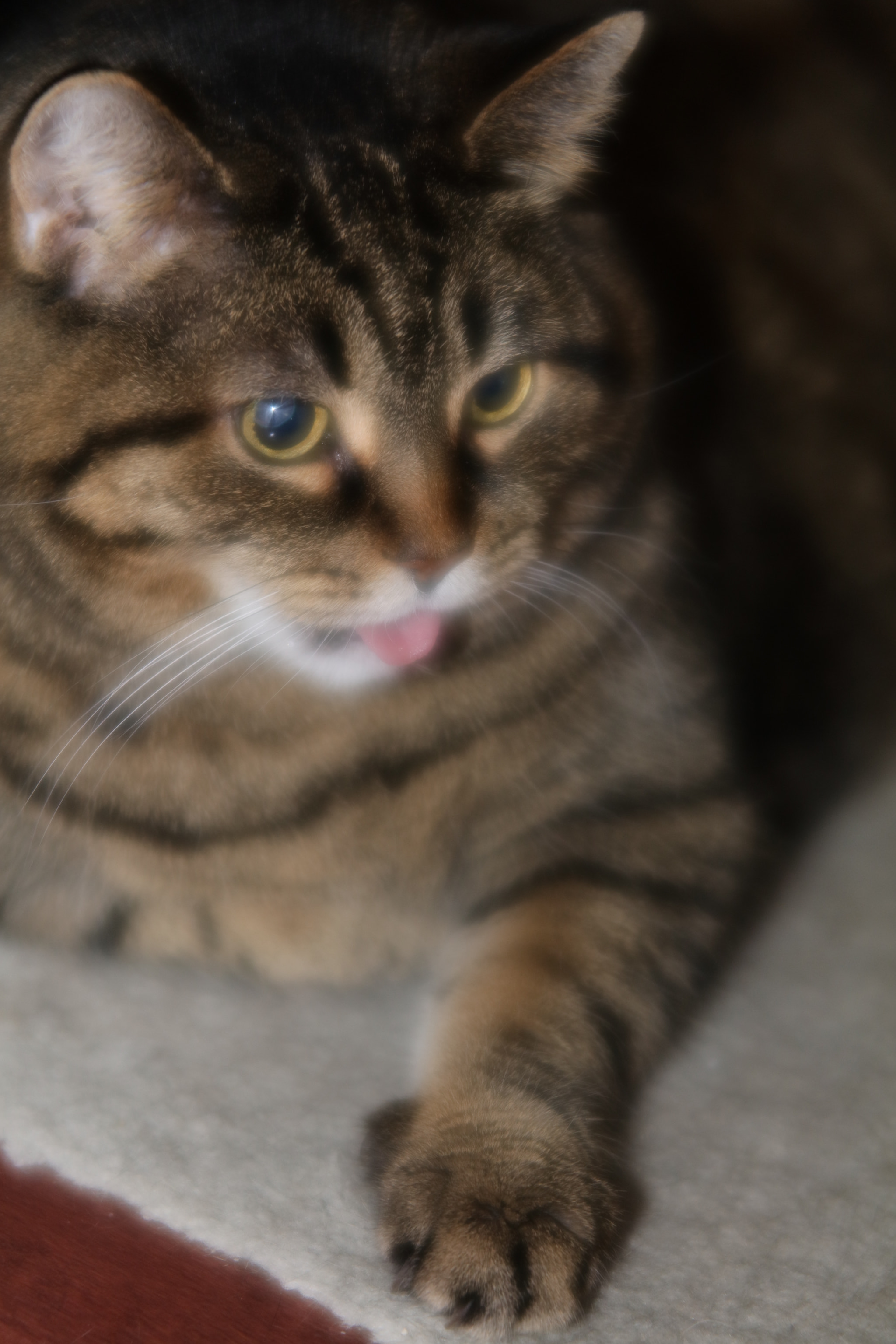 Canon EF 135mm F2.8 SF sample photo. Ready to pounce photography