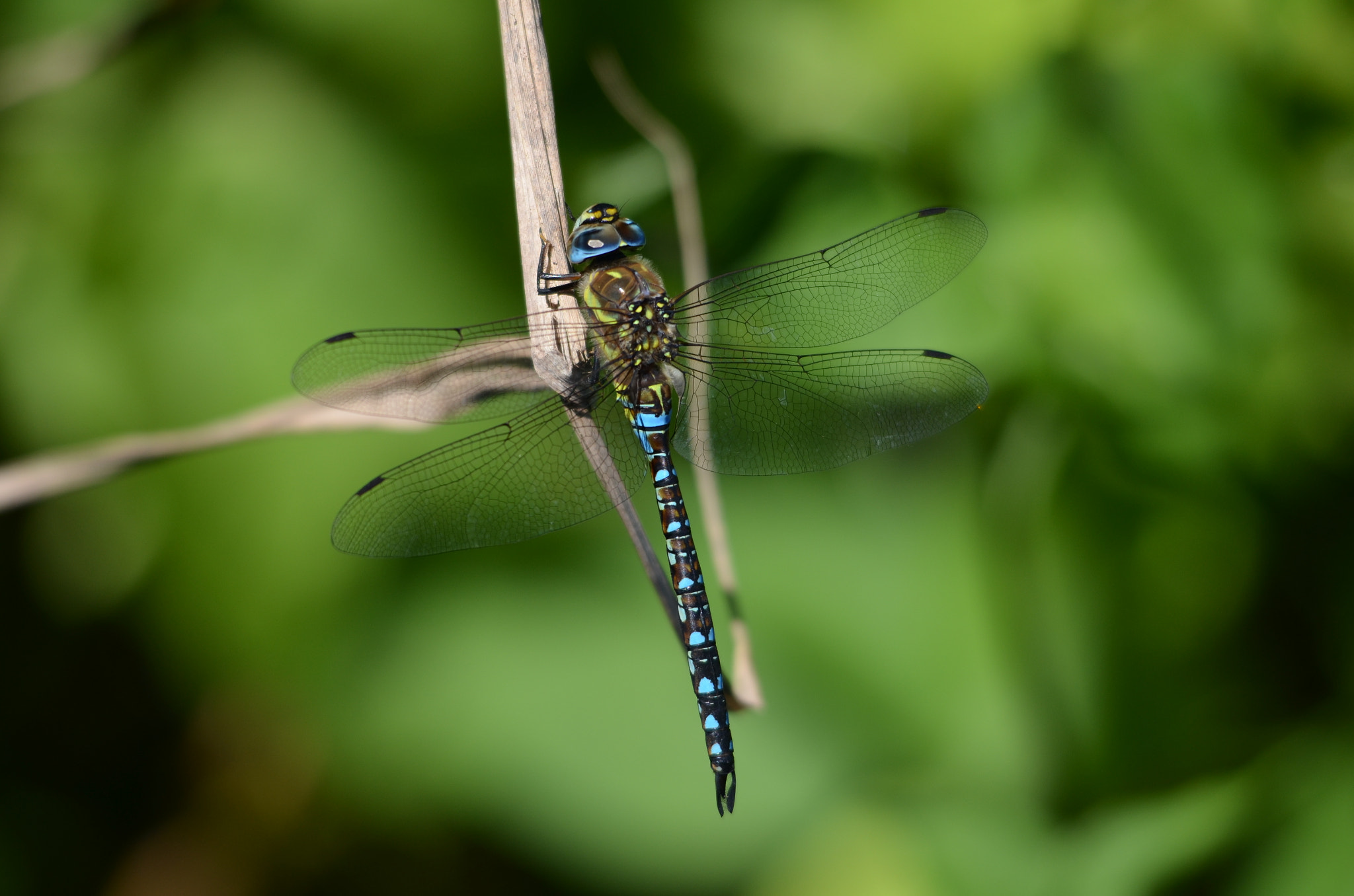 Sigma 150-500mm F5-6.3 DG OS HSM sample photo. Paused photography
