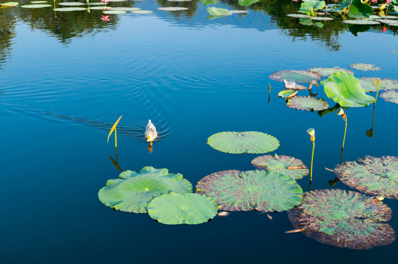 Sony Alpha NEX-3N + Sigma 30mm F2.8 EX DN sample photo. Lake photography