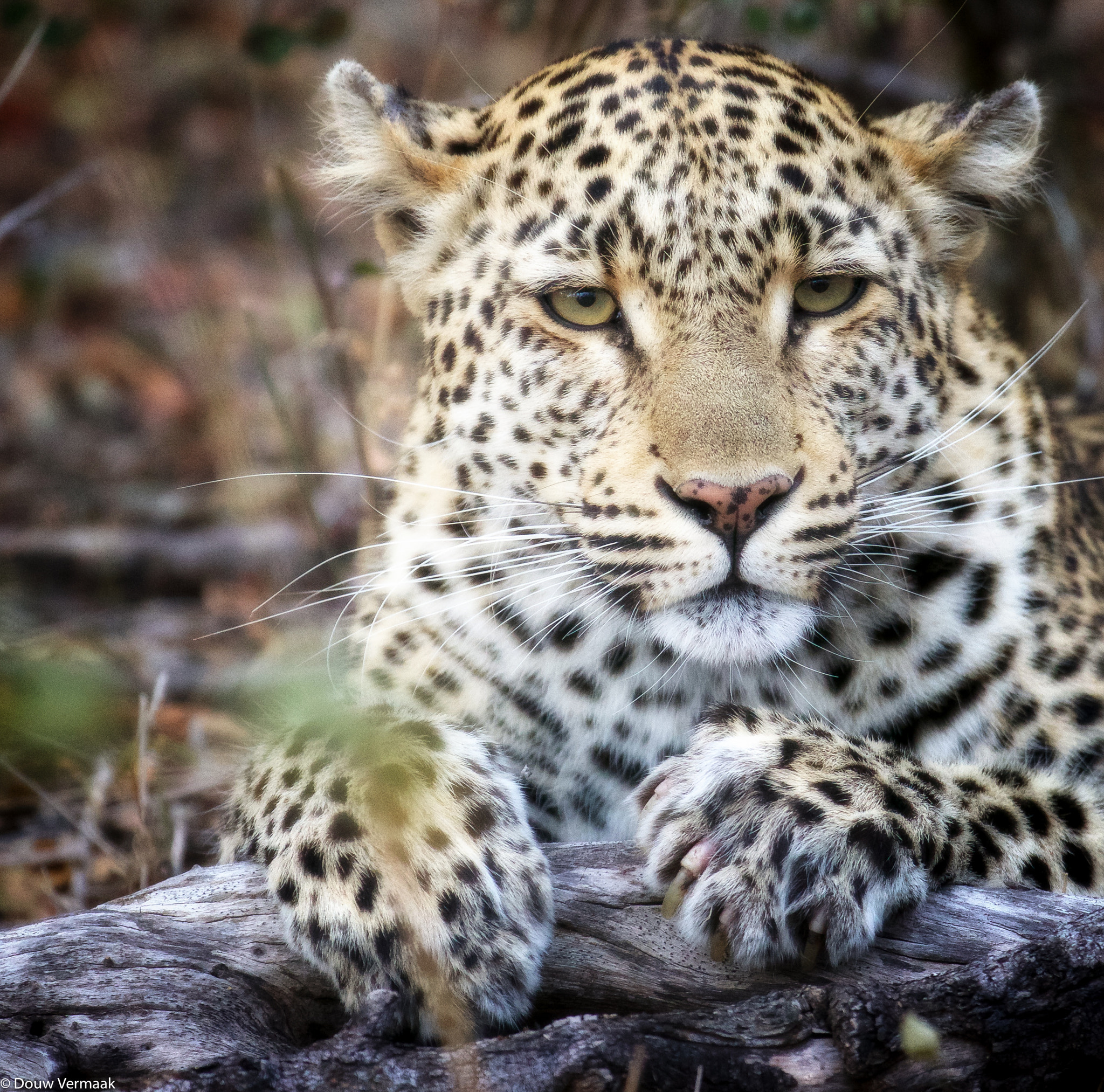 Canon EF 200-400mm F4L IS USM Extender 1.4x sample photo. Young leopard male. photo taken in ngala private game reserve, south africa photography