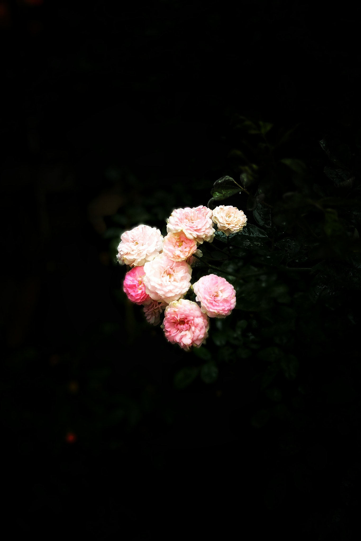 HUAWEI PE-CL00 sample photo. 暗中之花 photography