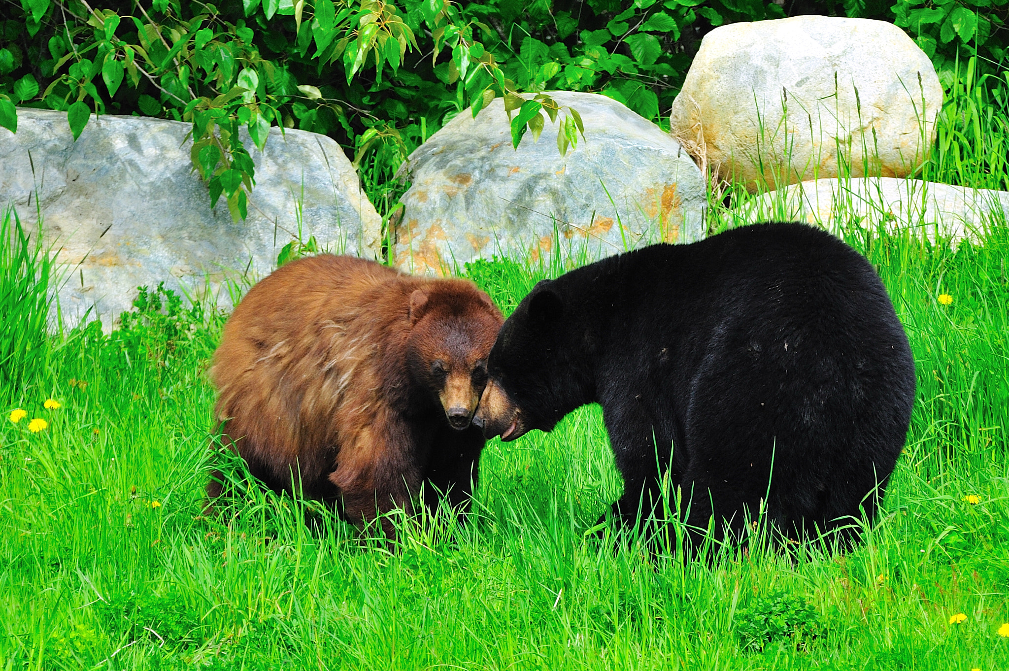 Sigma APO 170-500mm F5-6.3 Aspherical RF sample photo. Whistler mountain bears photography