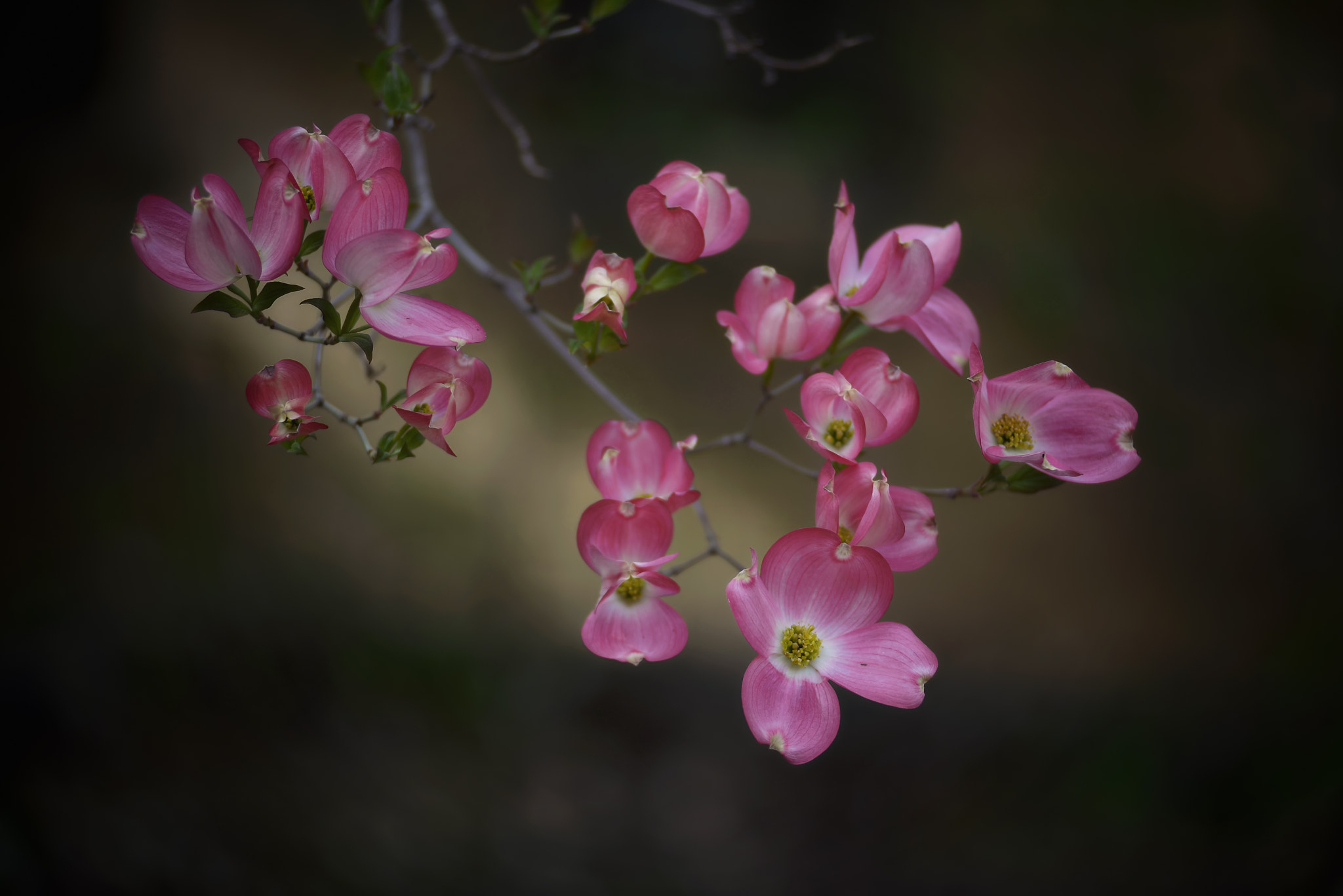 AF Zoom-Nikkor 80-200mm f/2.8 ED sample photo. Dogwood photography