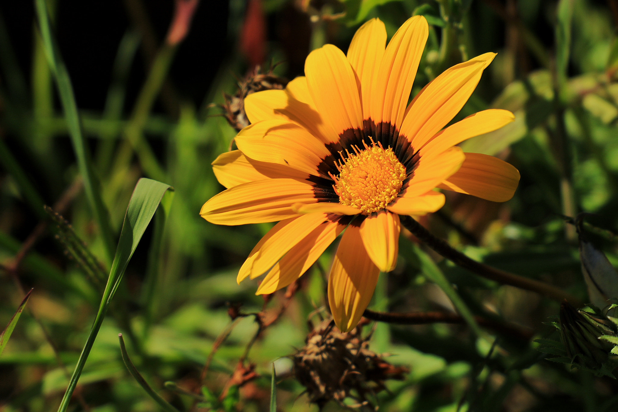 Canon EF 24-105mm F3.5-5.6 IS STM sample photo. Flower photography