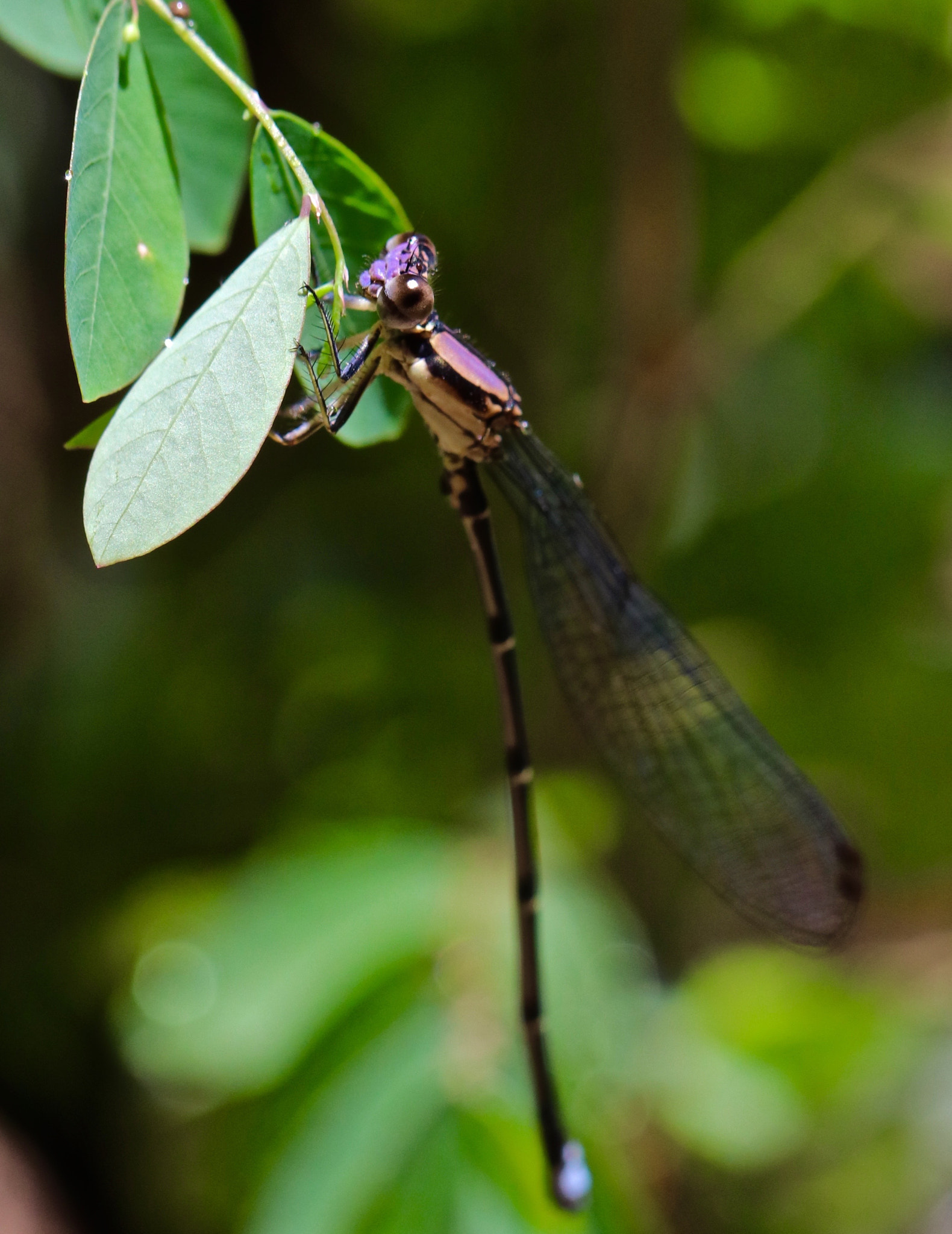 Canon EOS 80D + Canon EF 100mm F2.8L Macro IS USM sample photo. Purple damsel fly photography