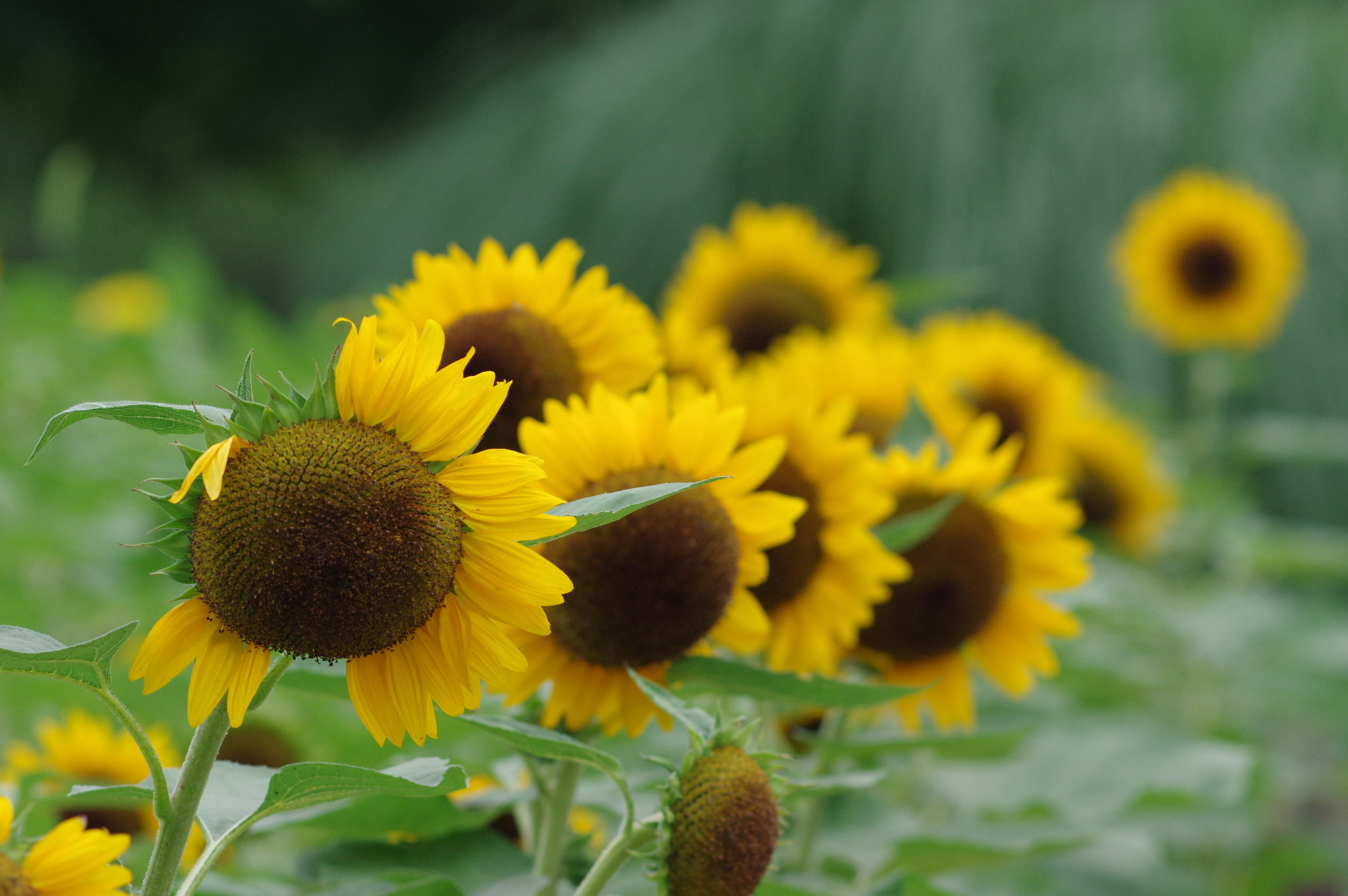 Pentax K-3 sample photo. Sunflowers tell us the summer to come and go.... photography