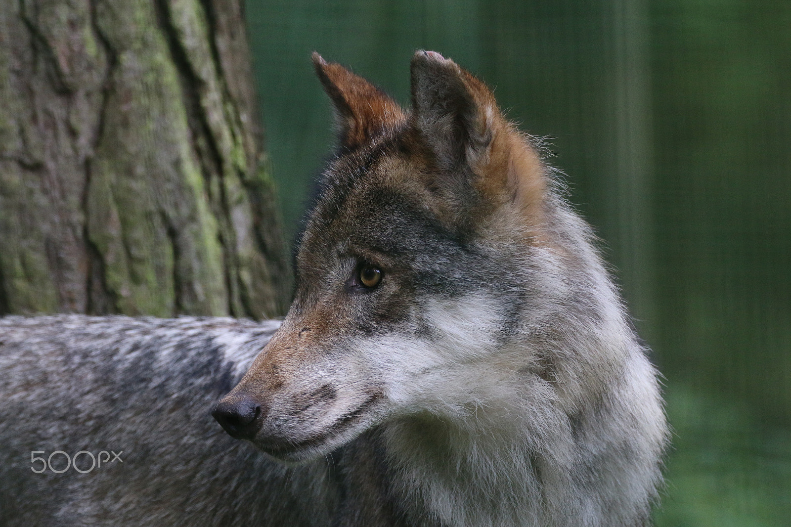 Sigma 150-600mm F5-6.3 DG OS HSM | C sample photo. Blick zurück photography