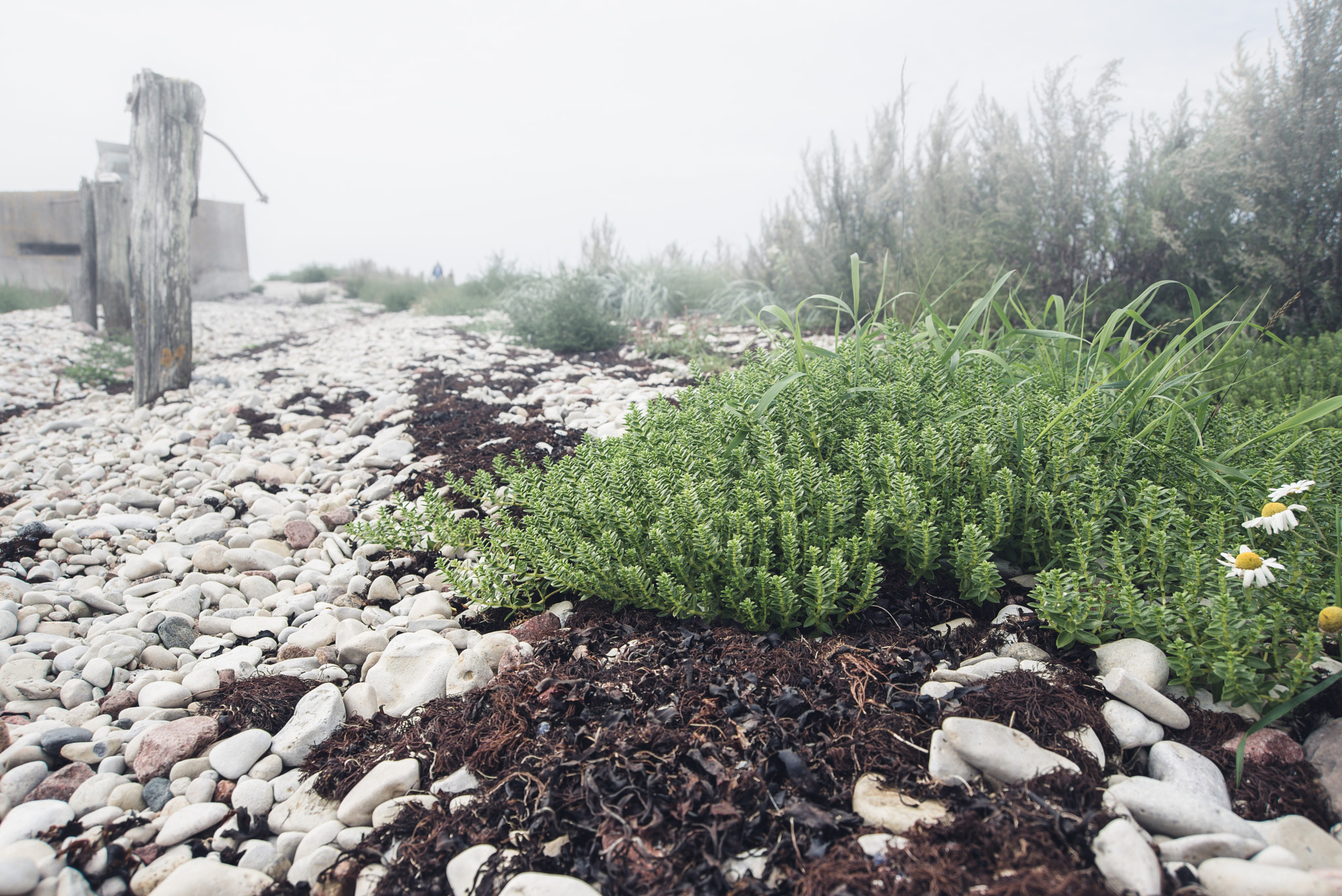 Nikon D610 + AF Zoom-Nikkor 28-70mm f/3.5-4.5D sample photo. At the edge of estonia photography