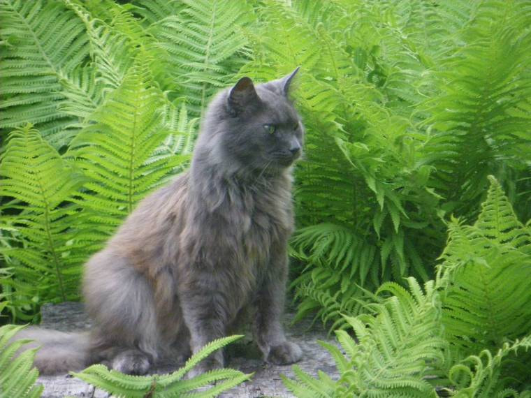 Pentax Optio W60 sample photo. Cat friendly house and garden plants photography