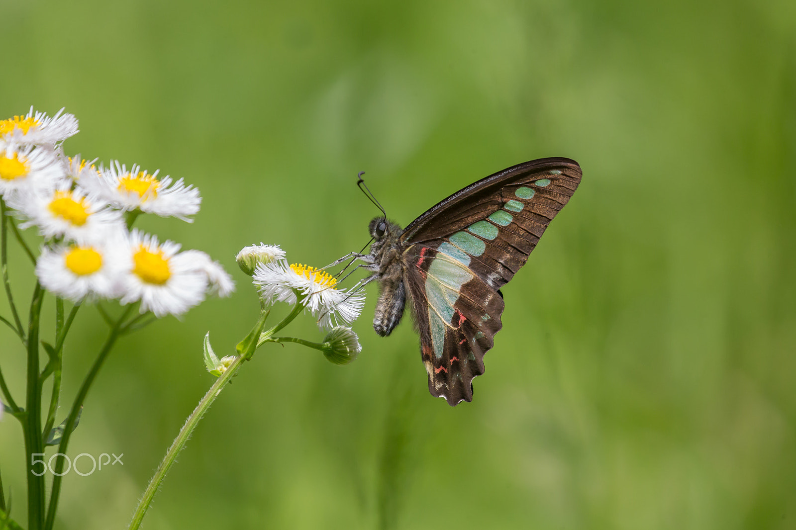 Canon EOS-1D X sample photo. Common bluebottle photography