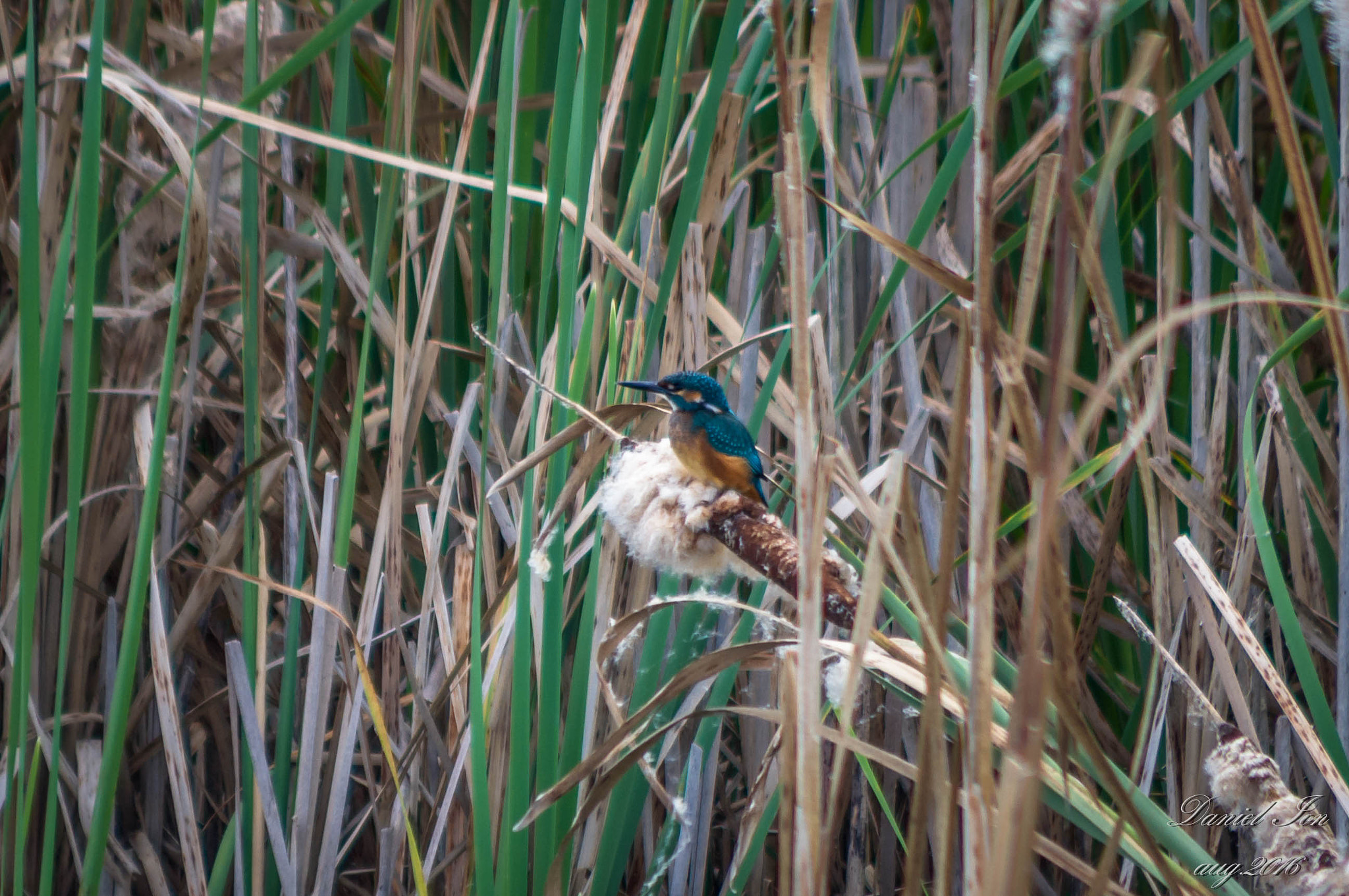 smc PENTAX-FA 80-320mm F4.5-5.6 sample photo. Alcedo atthis photography