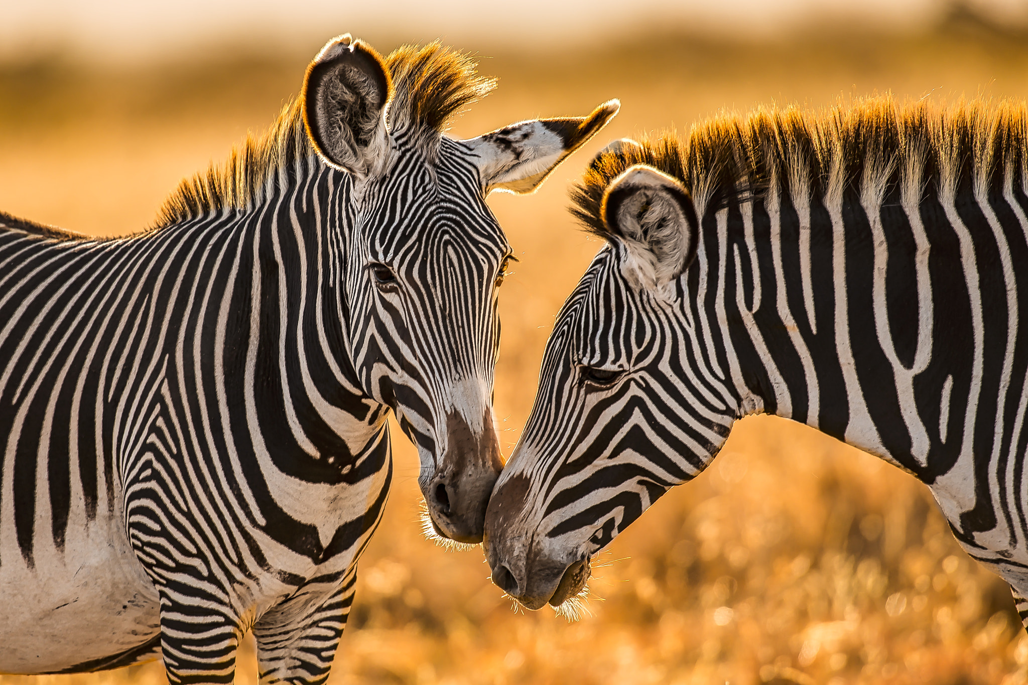 Canon EOS 6D + Canon EF 600mm f/4L IS sample photo. Morning greeting photography