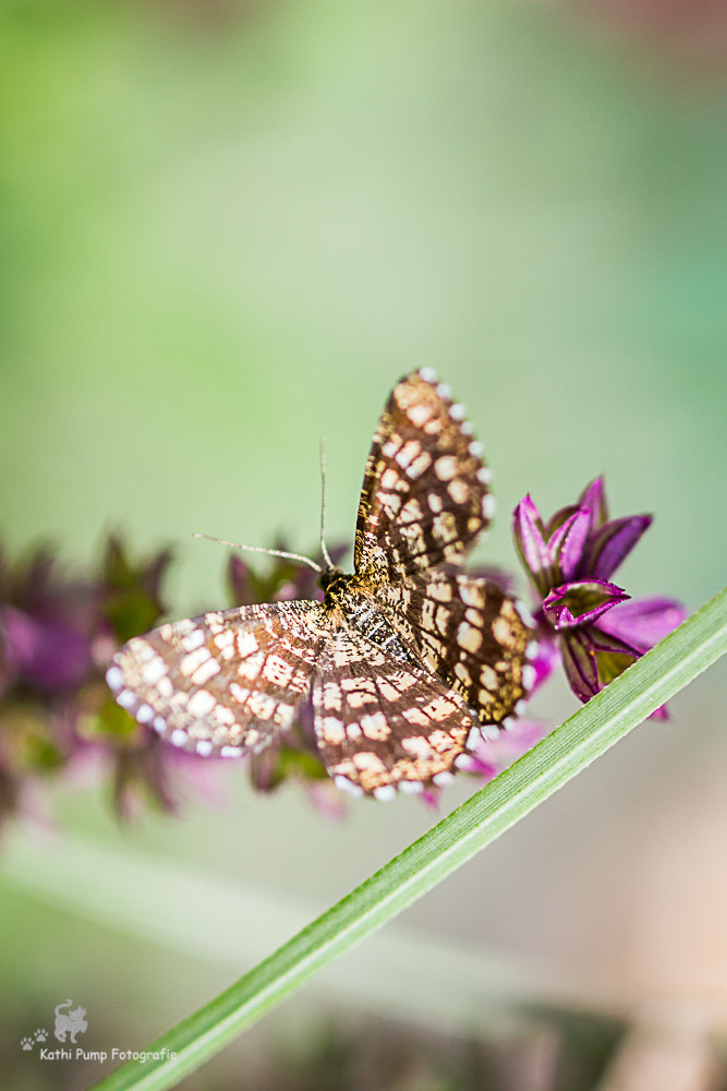 Canon EOS 700D (EOS Rebel T5i / EOS Kiss X7i) + Canon EF 100mm F2.8 Macro USM sample photo. Gitterspanner photography