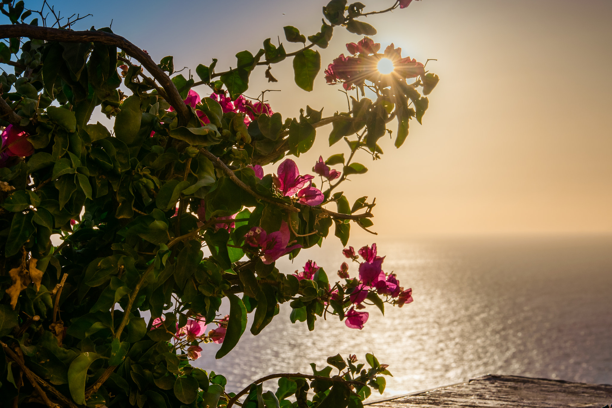 Nikon AF-S Nikkor 24-70mm F2.8G ED sample photo. Bouganville at sunset photography