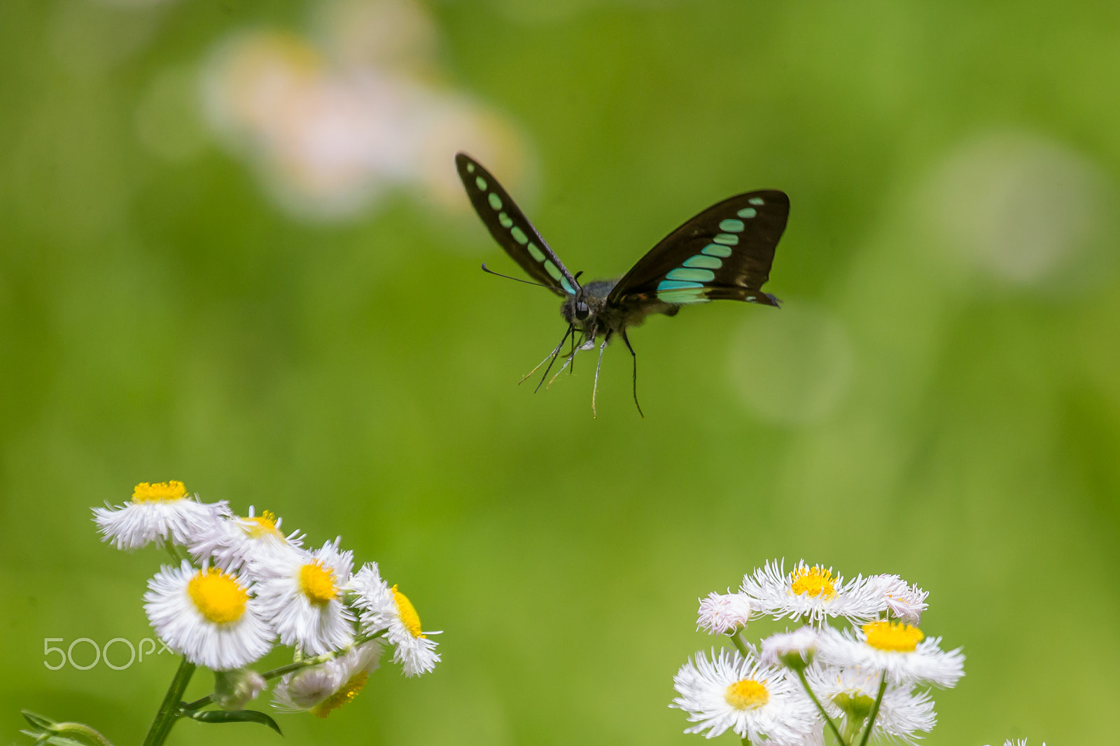 Canon EOS-1D X sample photo. Flying bluebottle photography