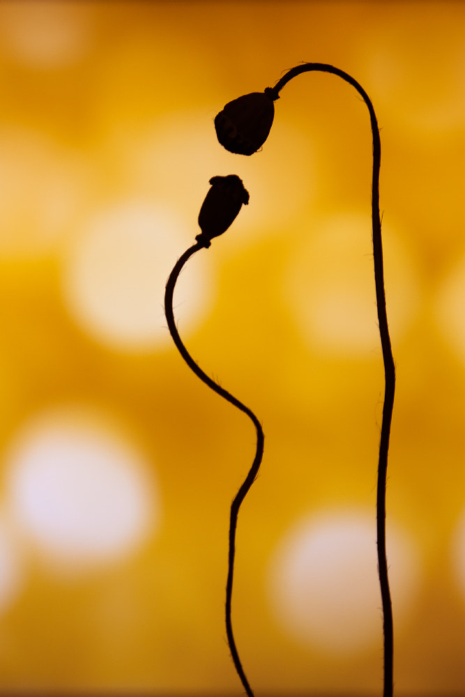 Canon EOS 50D sample photo. In love photography