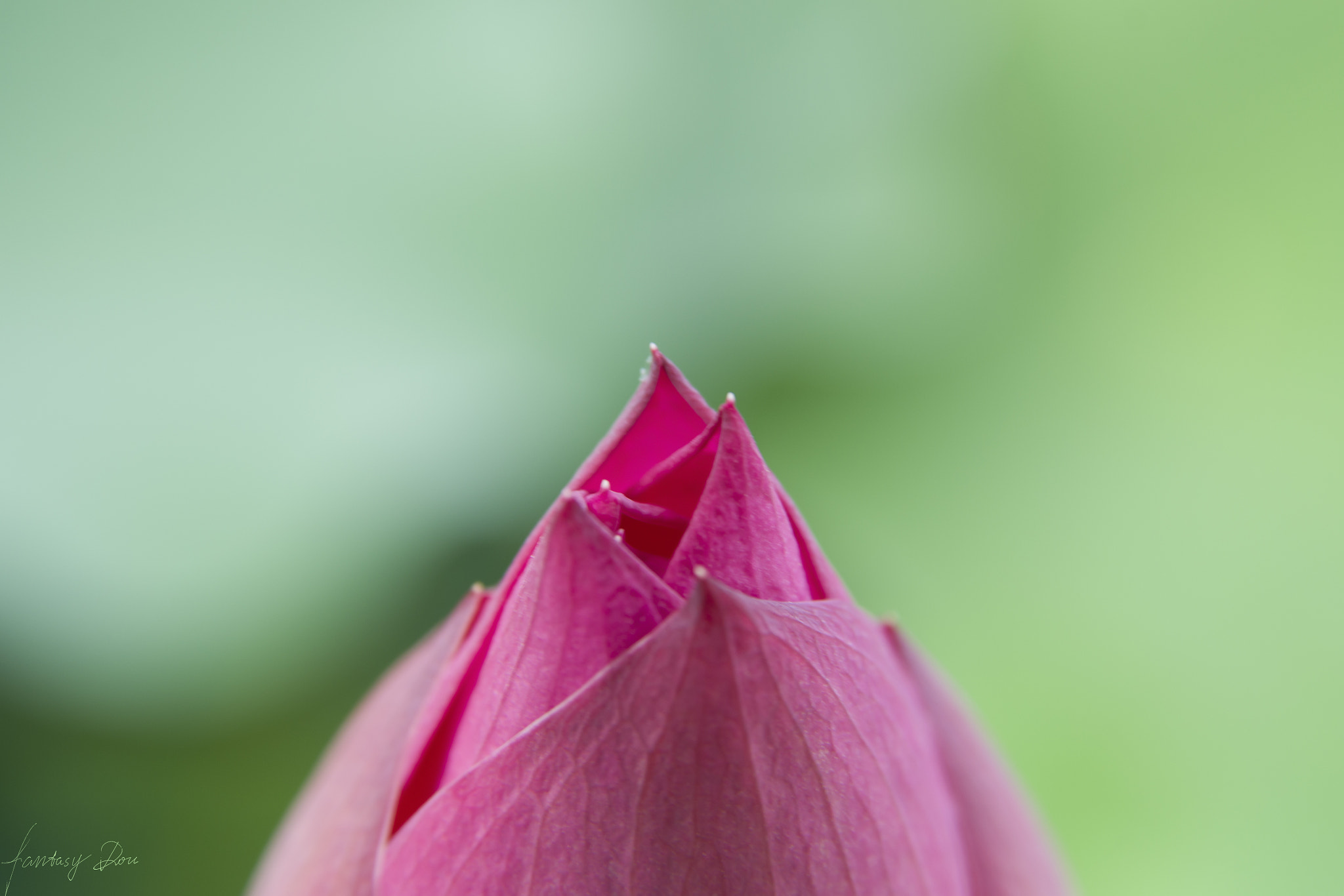 Nikon AF Nikkor 24-85mm F2.8-4D IF sample photo. Bud photography