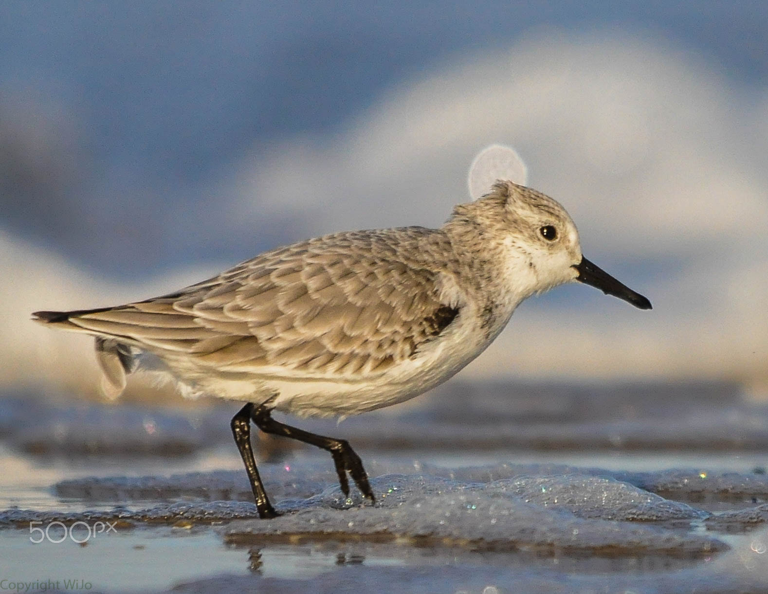Sigma 150-500mm F5-6.3 DG OS HSM sample photo. Drieteenstrandloper / sanderling photography