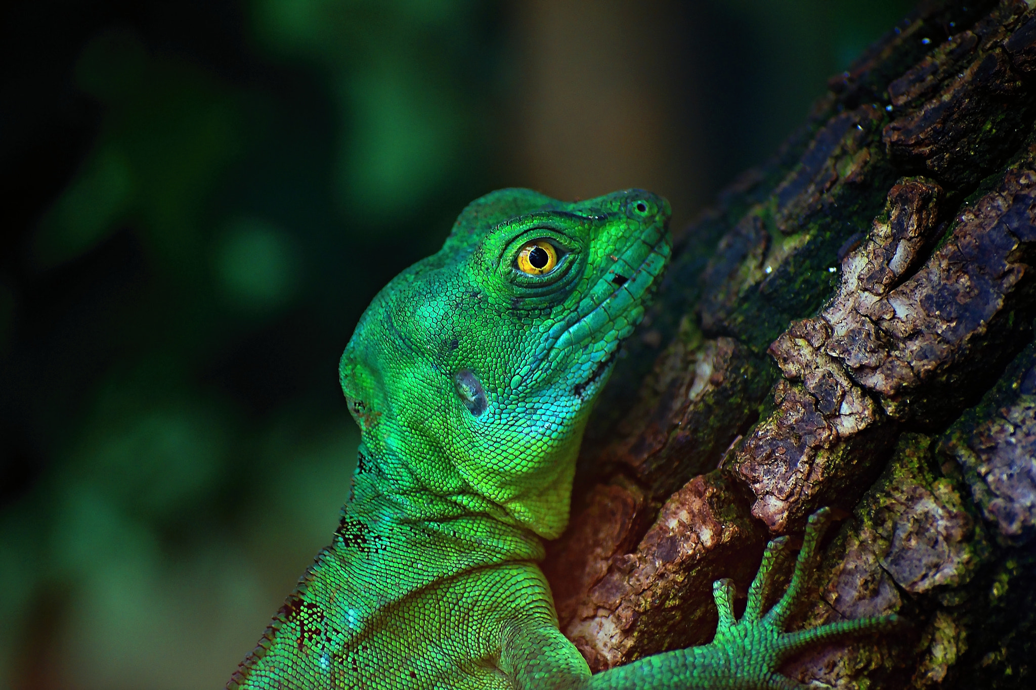 Canon EOS 40D sample photo. The basilisk photography