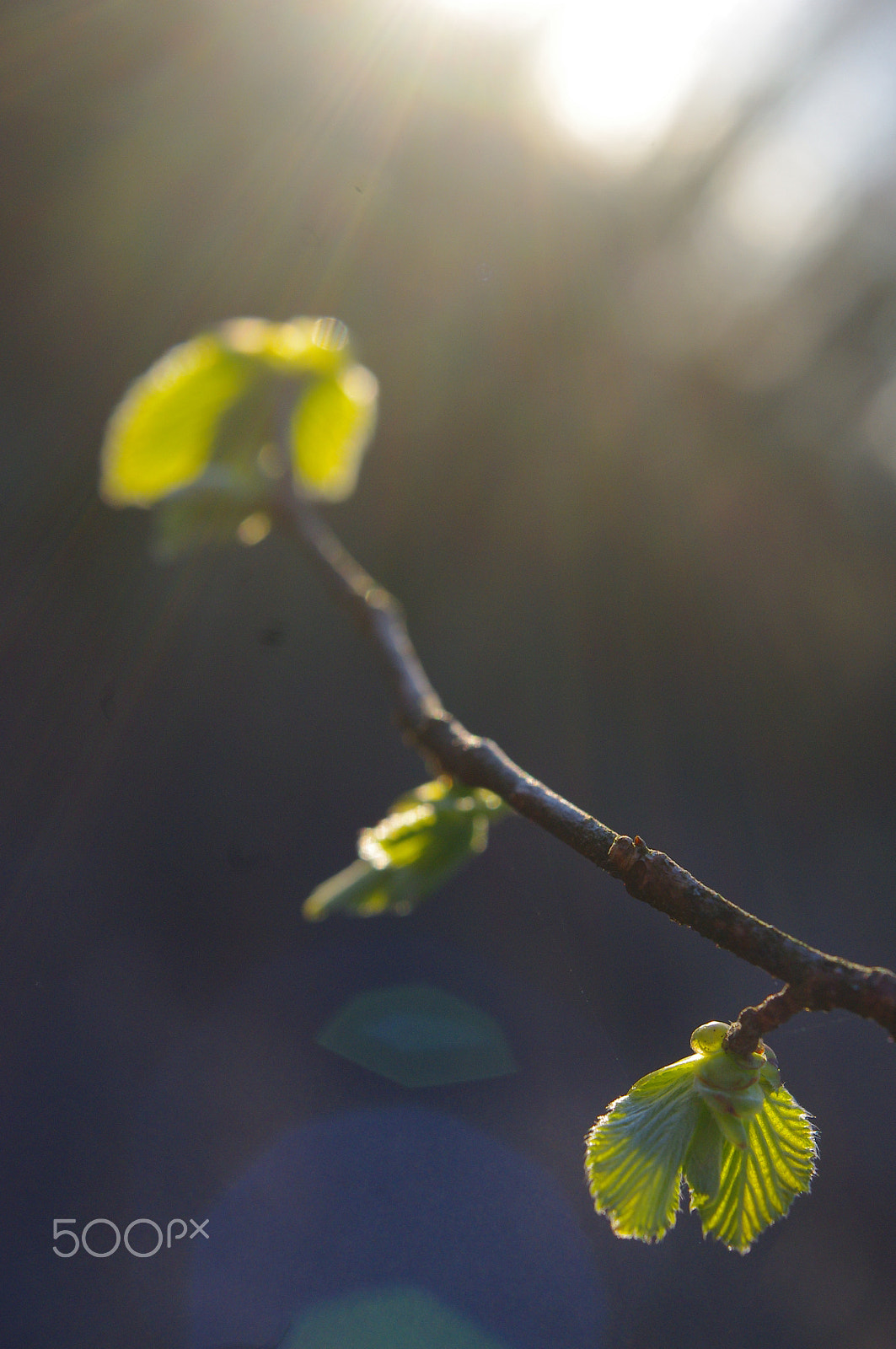 Pentax K-x sample photo. Spring bud. composition of nature. photography