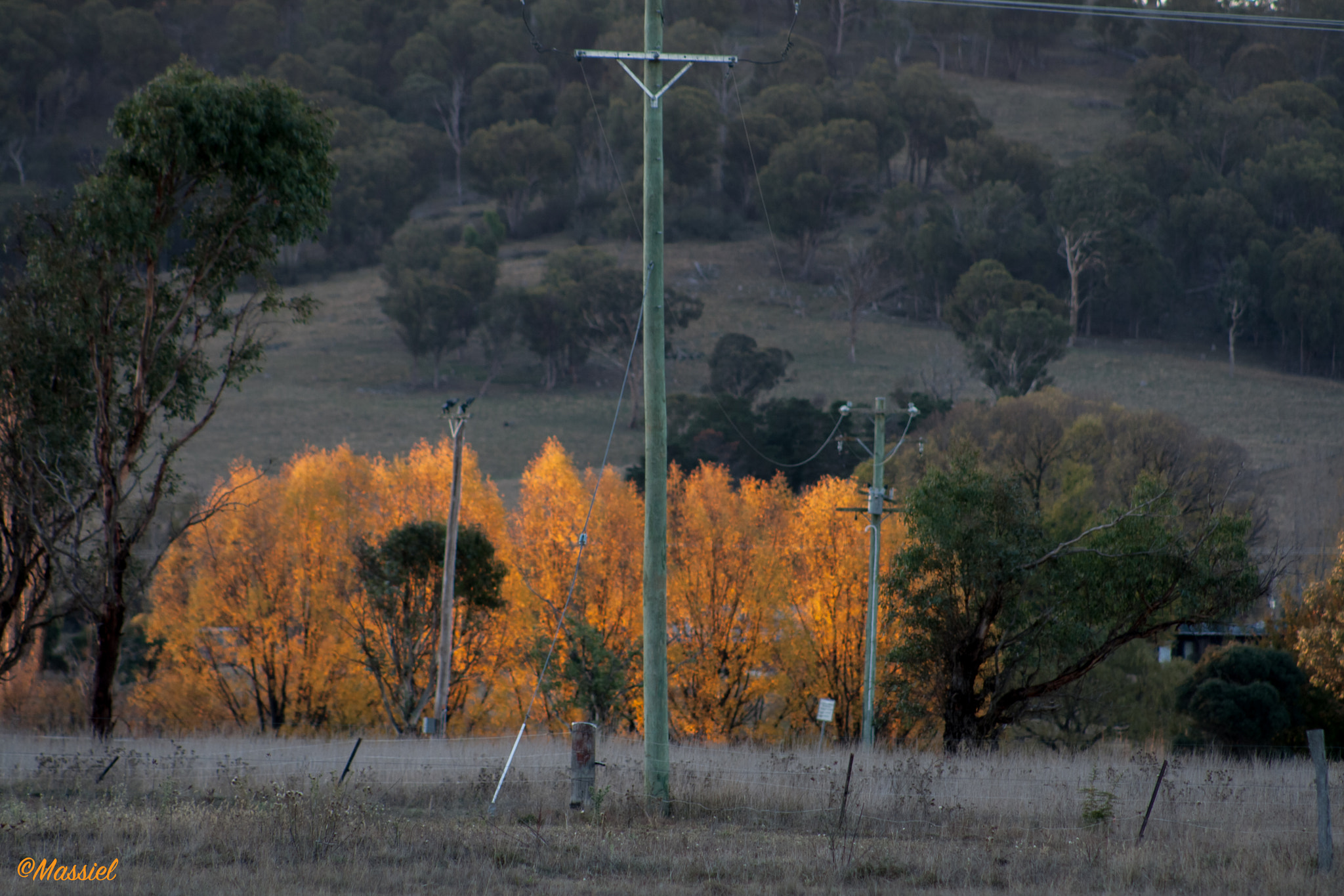 Canon EOS 400D (EOS Digital Rebel XTi / EOS Kiss Digital X) + EF75-300mm f/4-5.6 sample photo. Yellow trees of autumn standing out photography