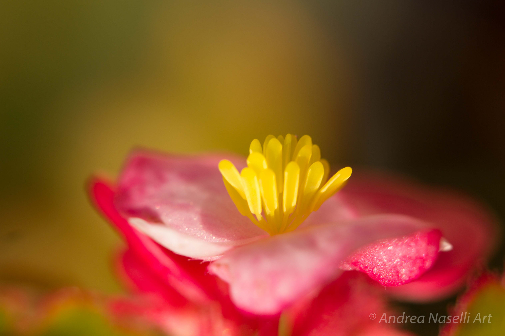 Tamron SP 35mm F1.8 Di VC USD sample photo. Flower fountain photography